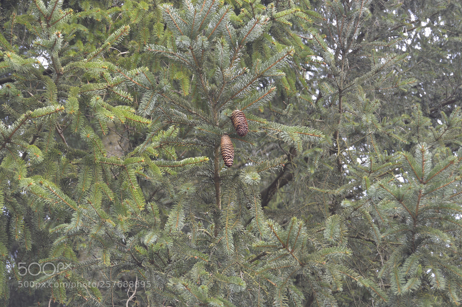 Nikon D3200 sample photo. Skøn natur photography