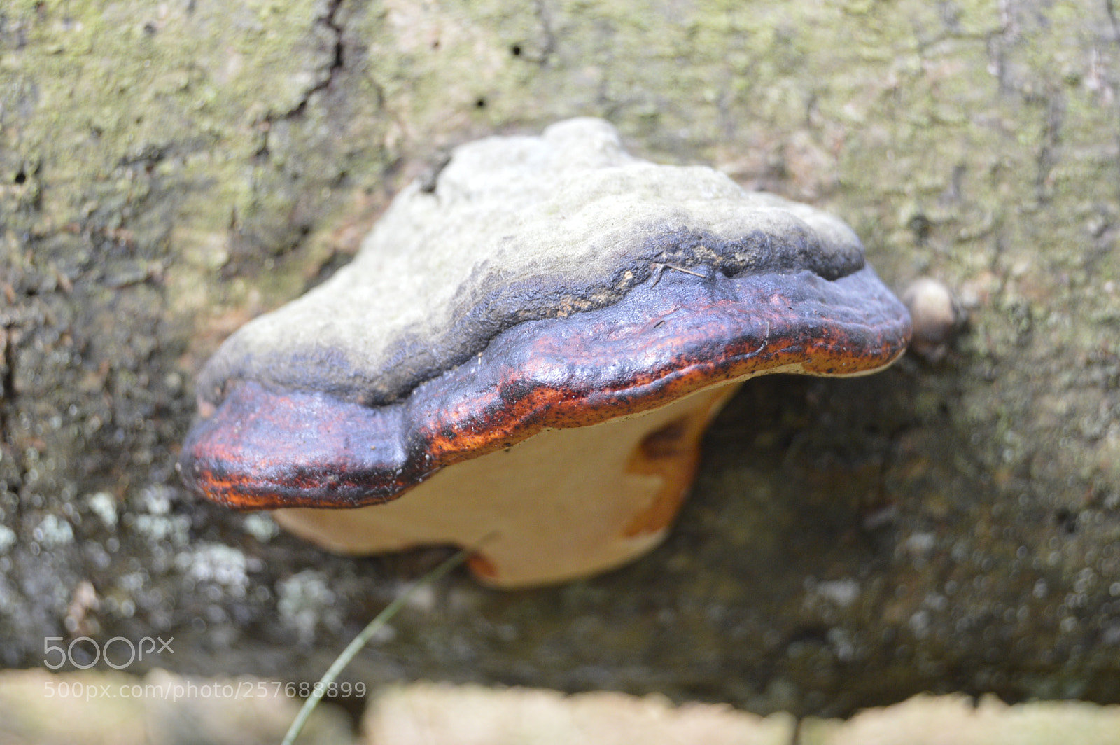 Nikon D3200 sample photo. Skøn natur photography