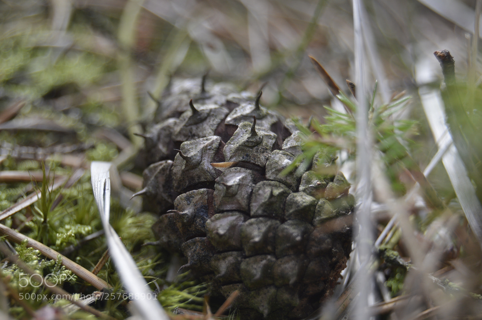 Nikon D3200 sample photo. Skøn natur photography