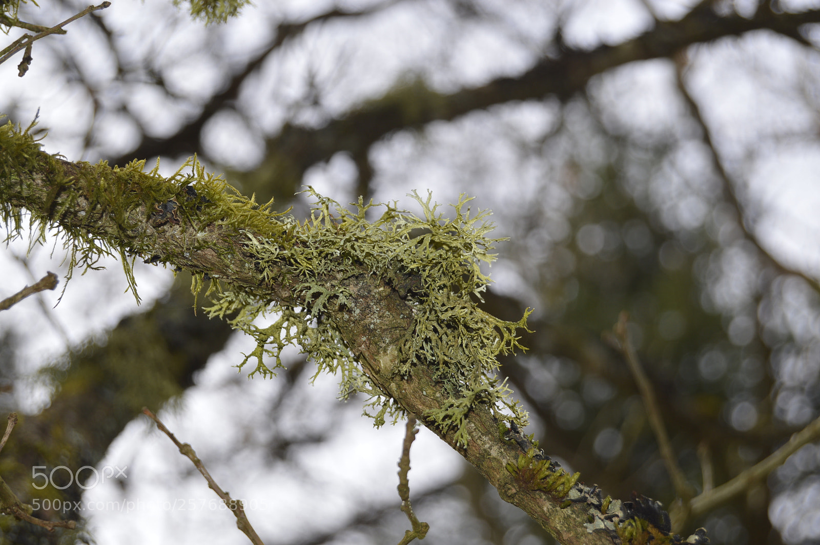 Nikon D3200 sample photo. Skøn natur photography