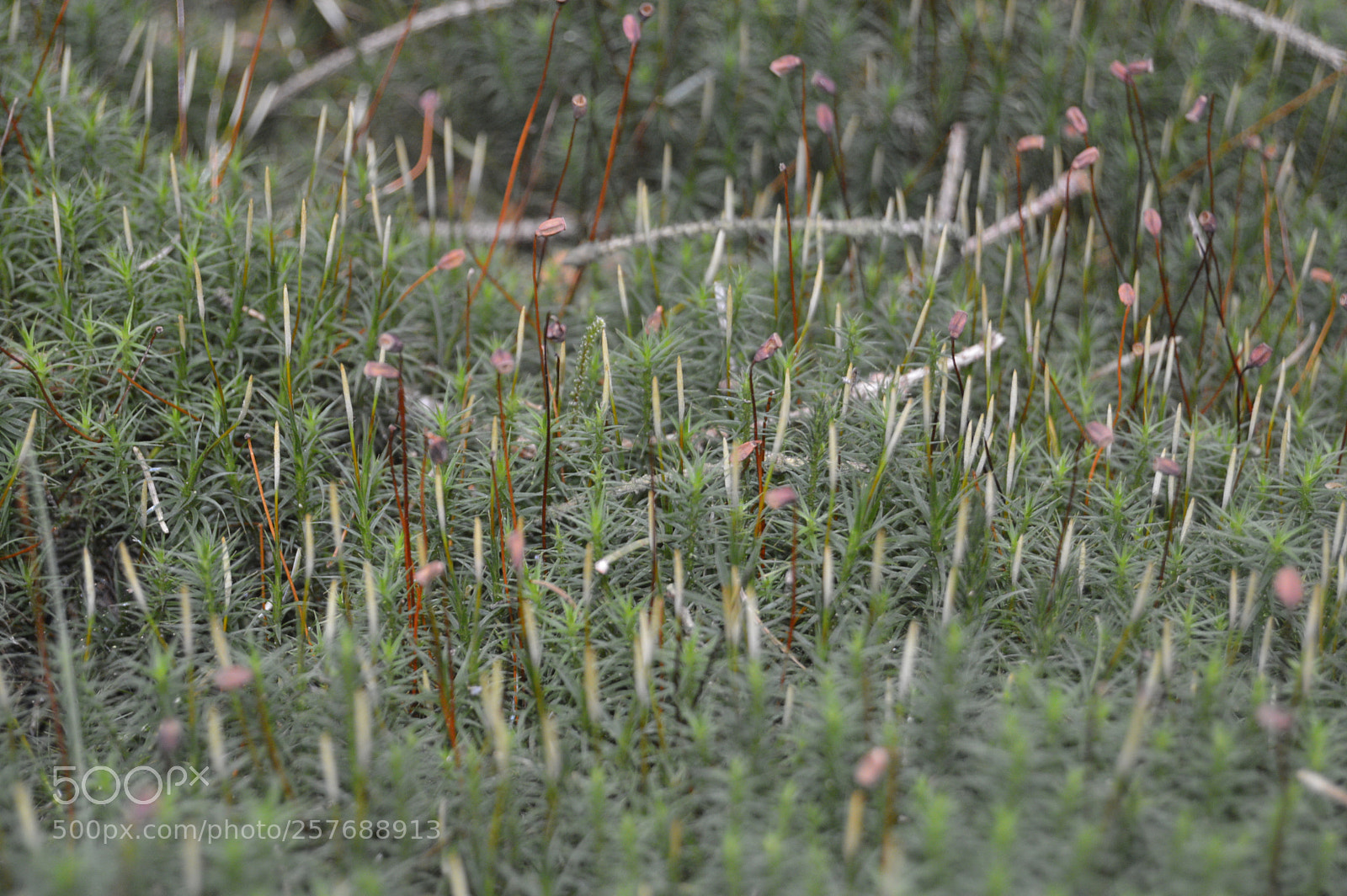 Nikon D3200 sample photo. Skøn natur photography