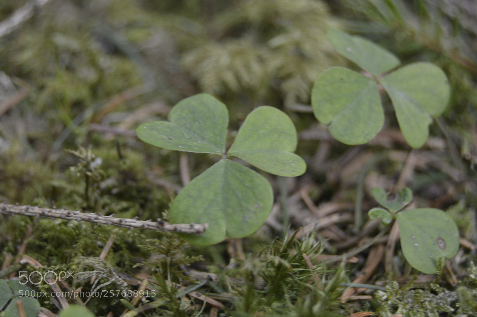 Nikon D3200 sample photo. Skøn natur photography