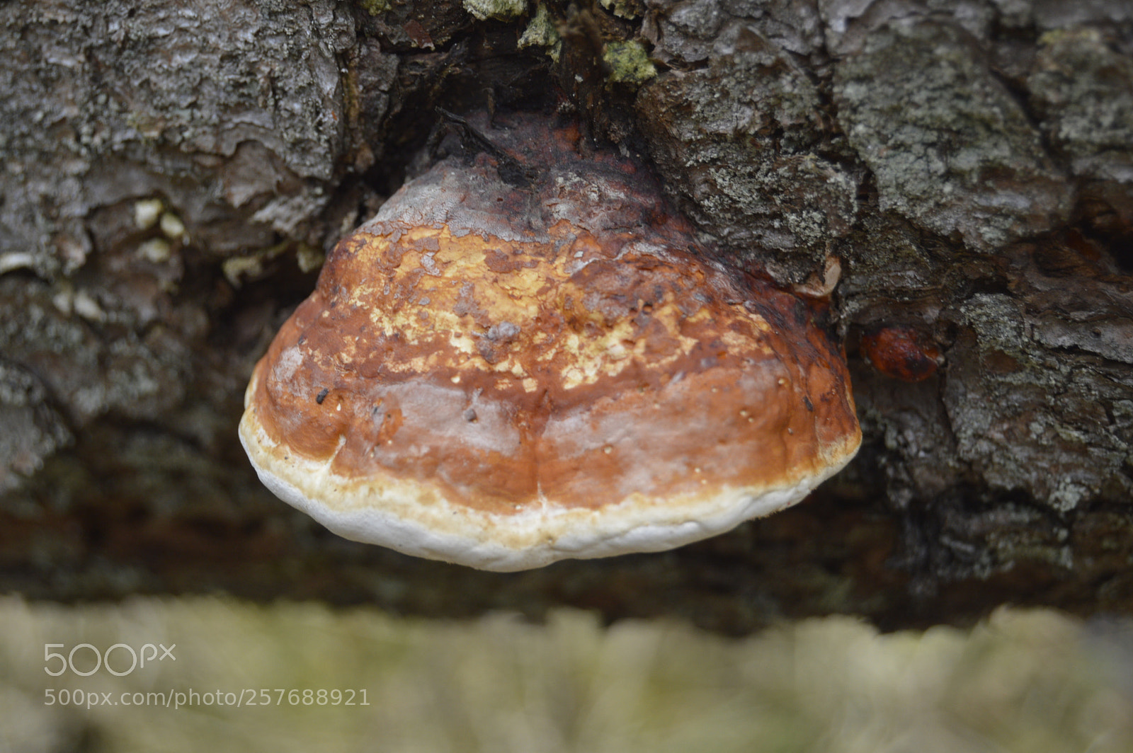 Nikon D3200 sample photo. Skøn natur photography
