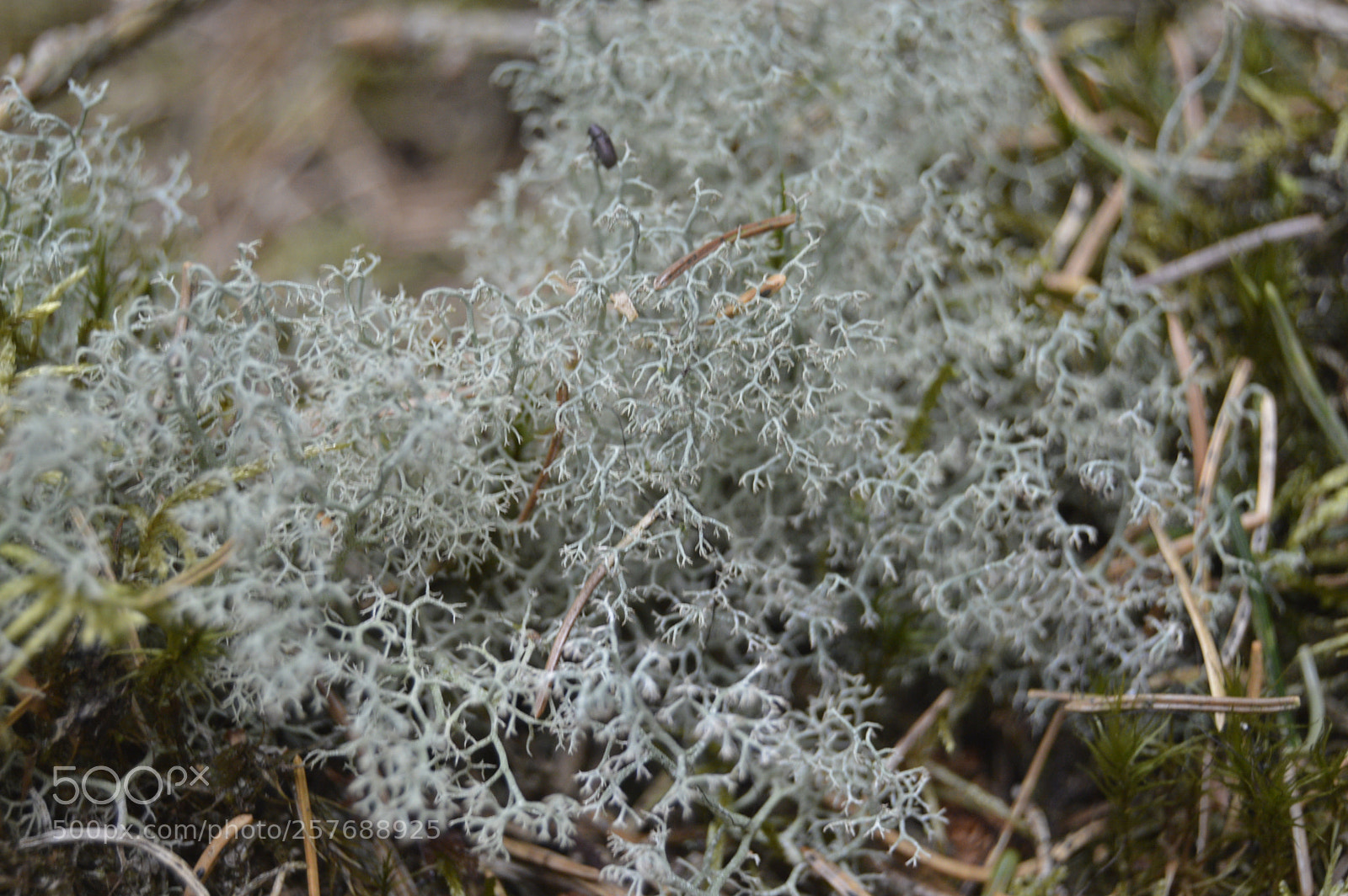 Nikon D3200 sample photo. Skøn natur photography