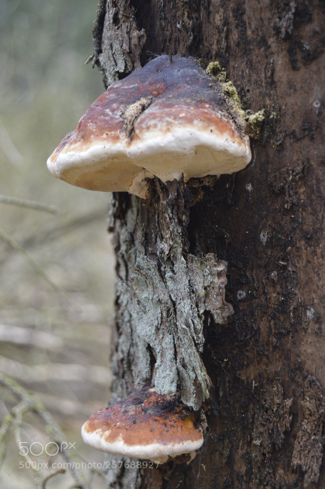 Nikon D3200 sample photo. Skøn natur photography