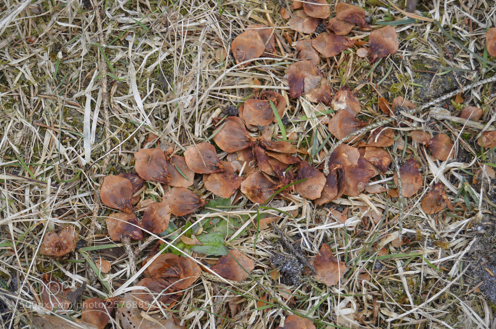 Nikon D3200 sample photo. Skøn natur photography