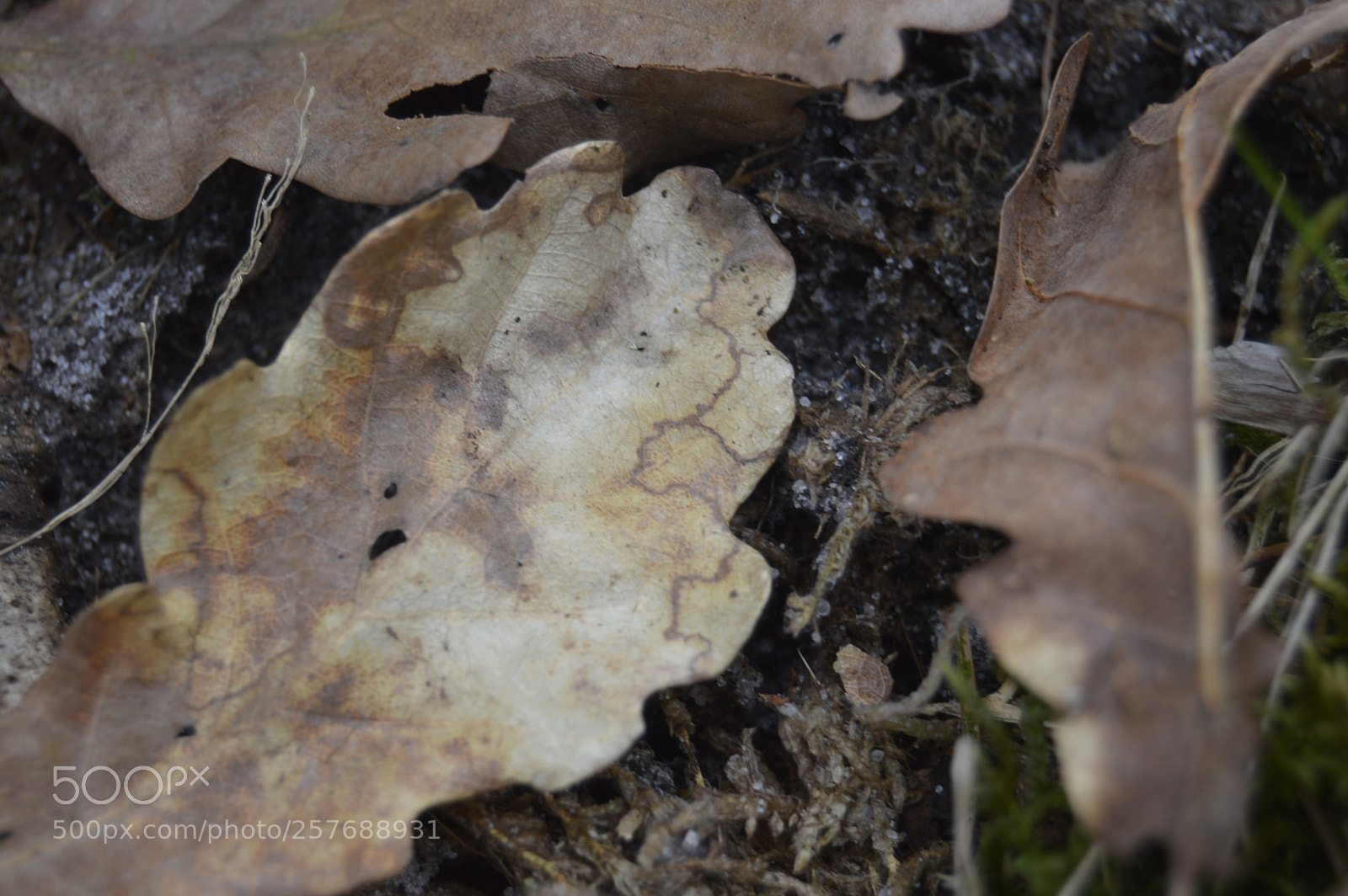 Nikon D3200 sample photo. Skøn natur photography