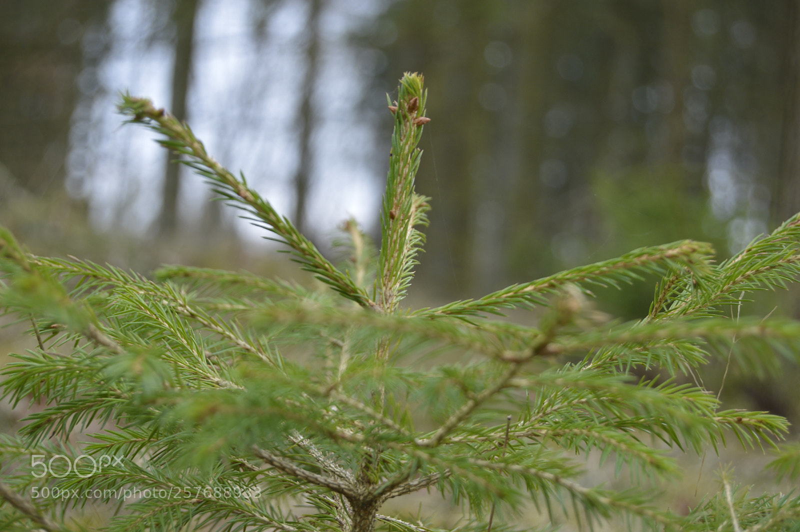 Nikon D3200 sample photo. Skøn natur photography