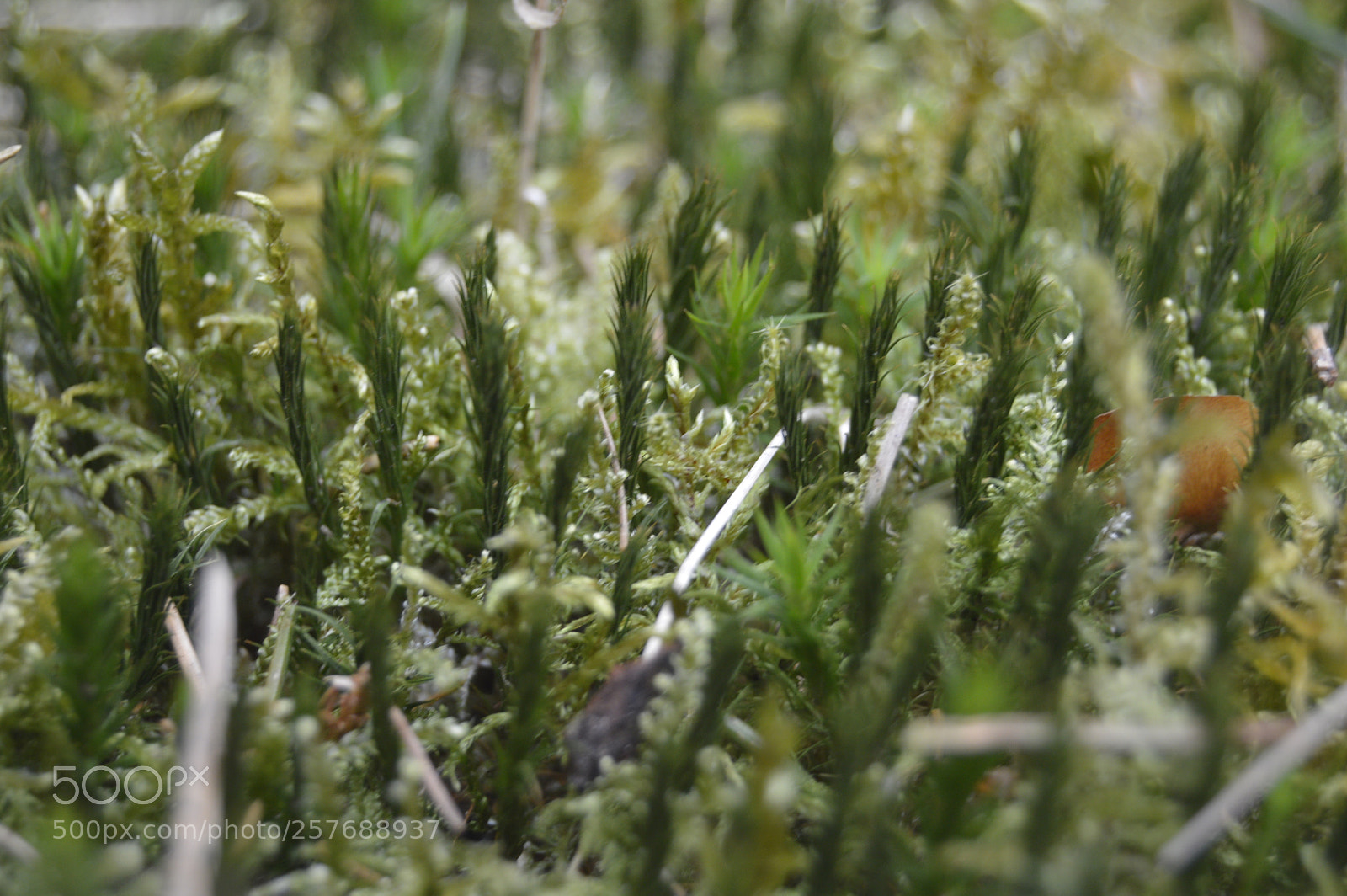 Nikon D3200 sample photo. Skøn natur photography