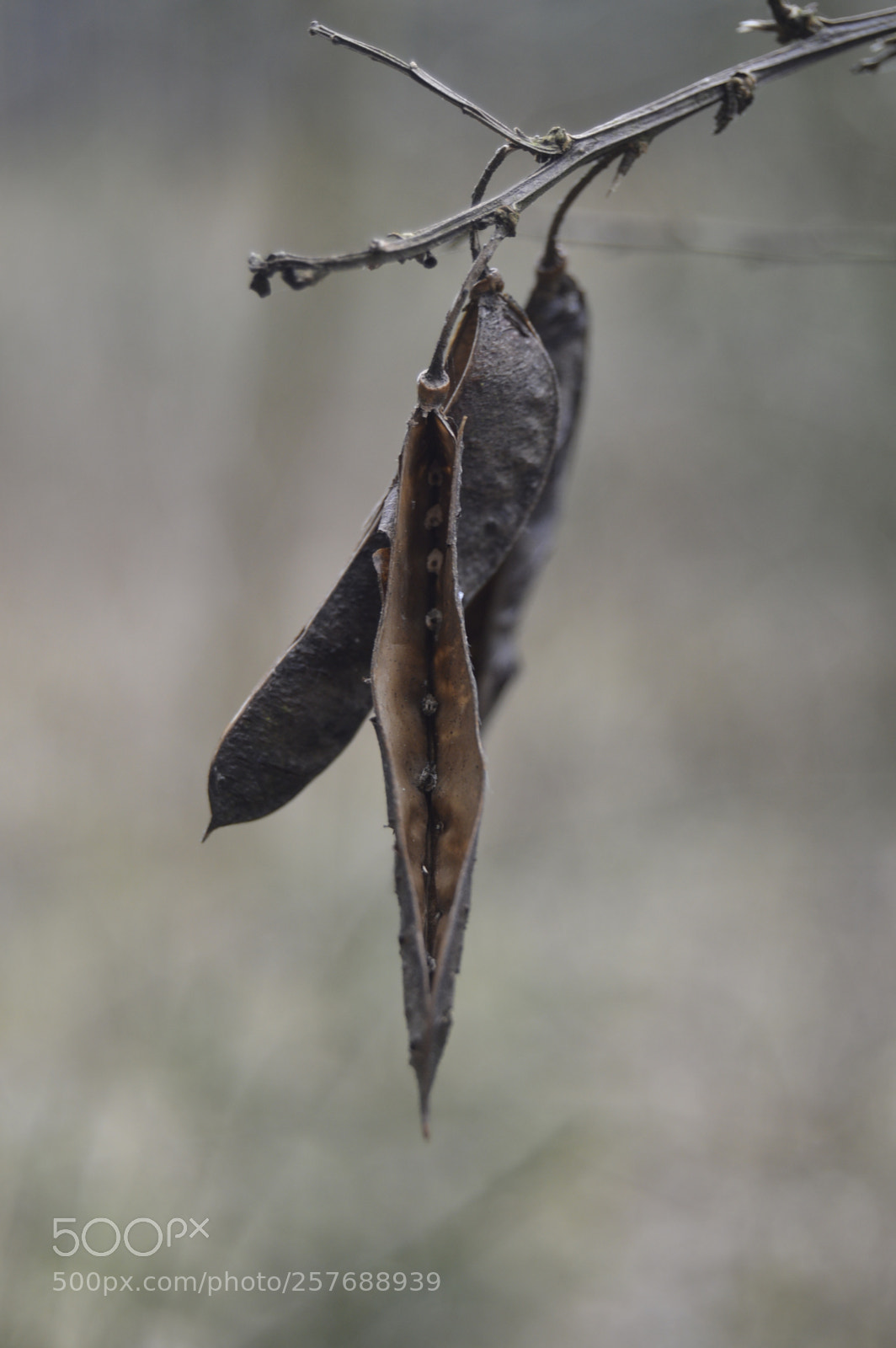 Nikon D3200 sample photo. Skøn natur photography