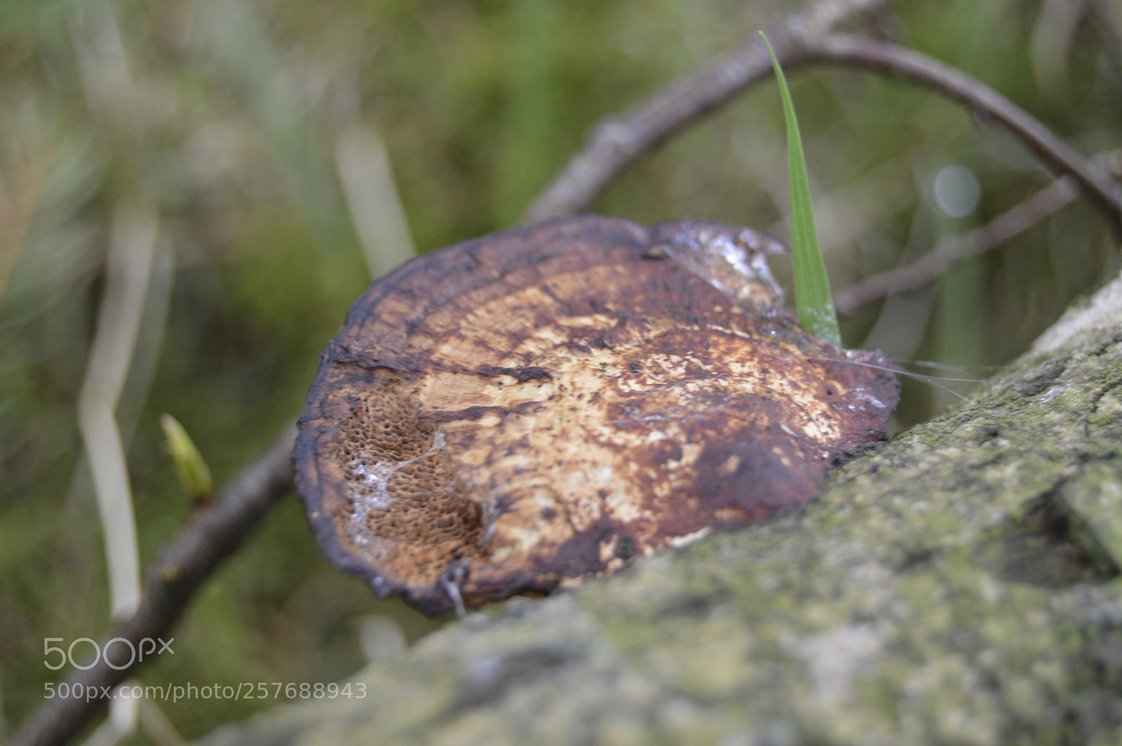 Nikon D3200 sample photo. Skøn natur photography