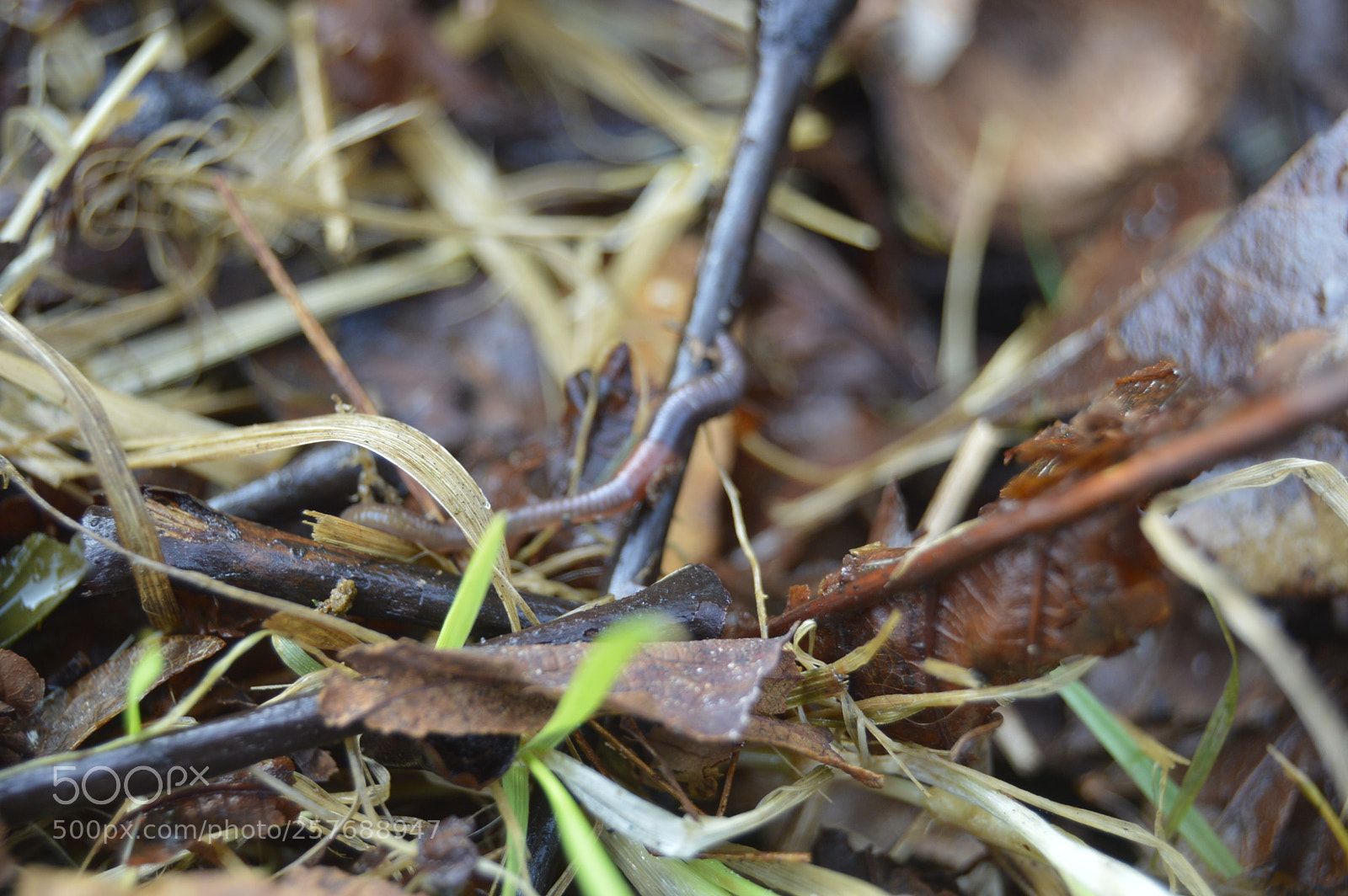 Nikon D3200 sample photo. Skøn natur photography