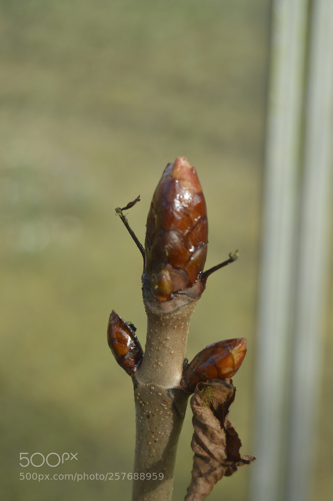 Nikon D3200 sample photo. Skøn natur photography