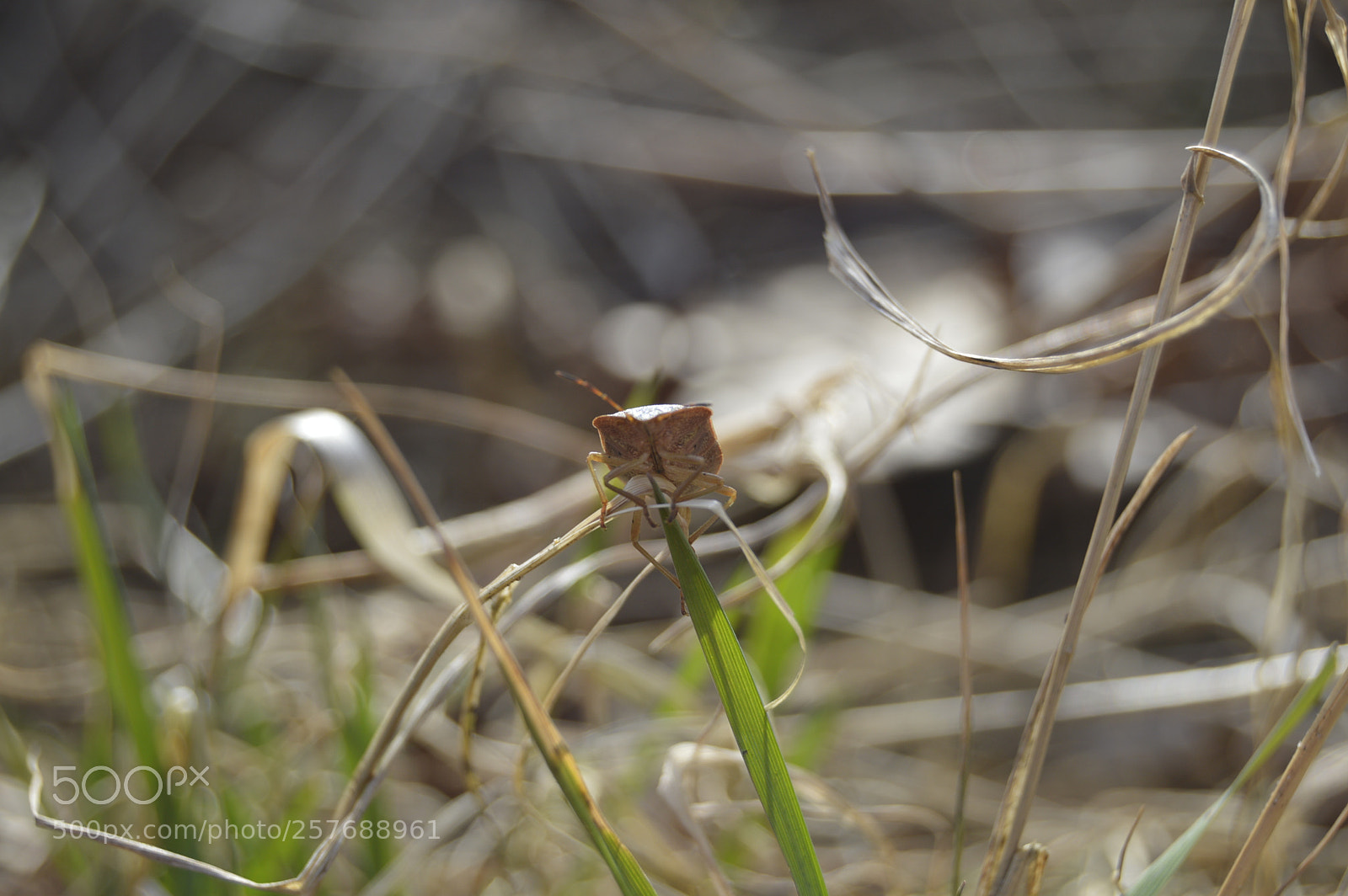 Nikon D3200 sample photo. Skøn natur photography