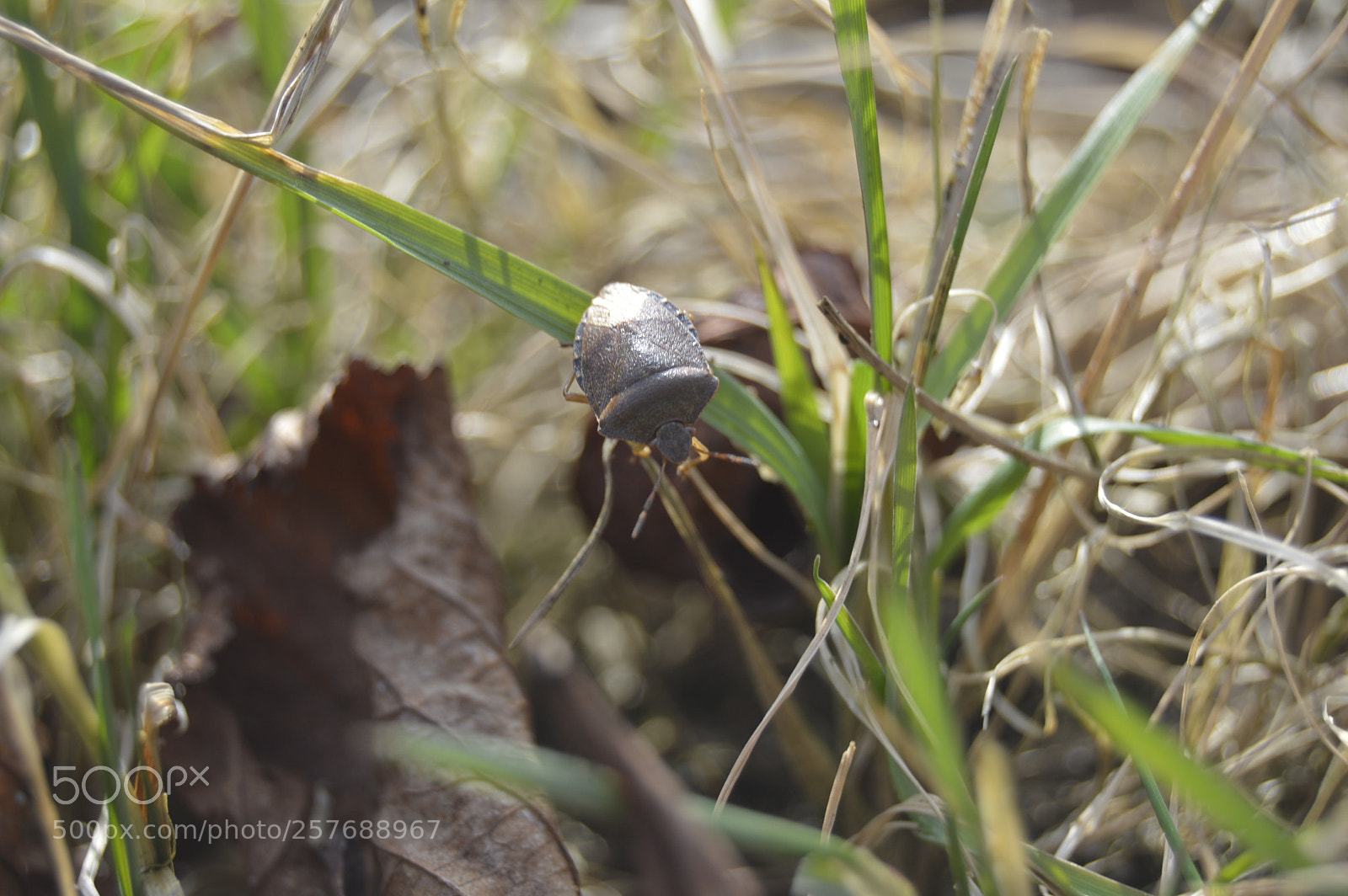 Nikon D3200 sample photo. Skøn natur photography