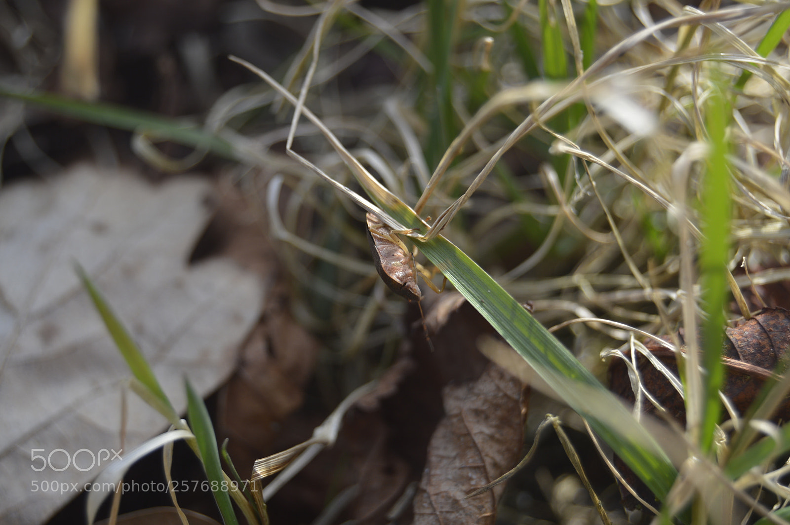 Nikon D3200 sample photo. Skøn natur photography