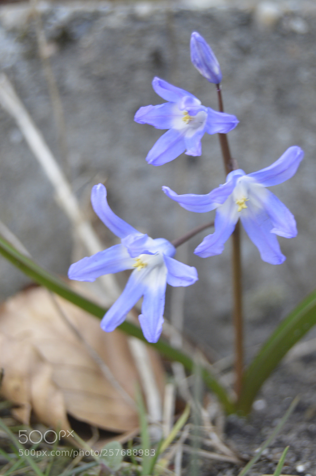 Nikon D3200 sample photo. Skøn natur photography