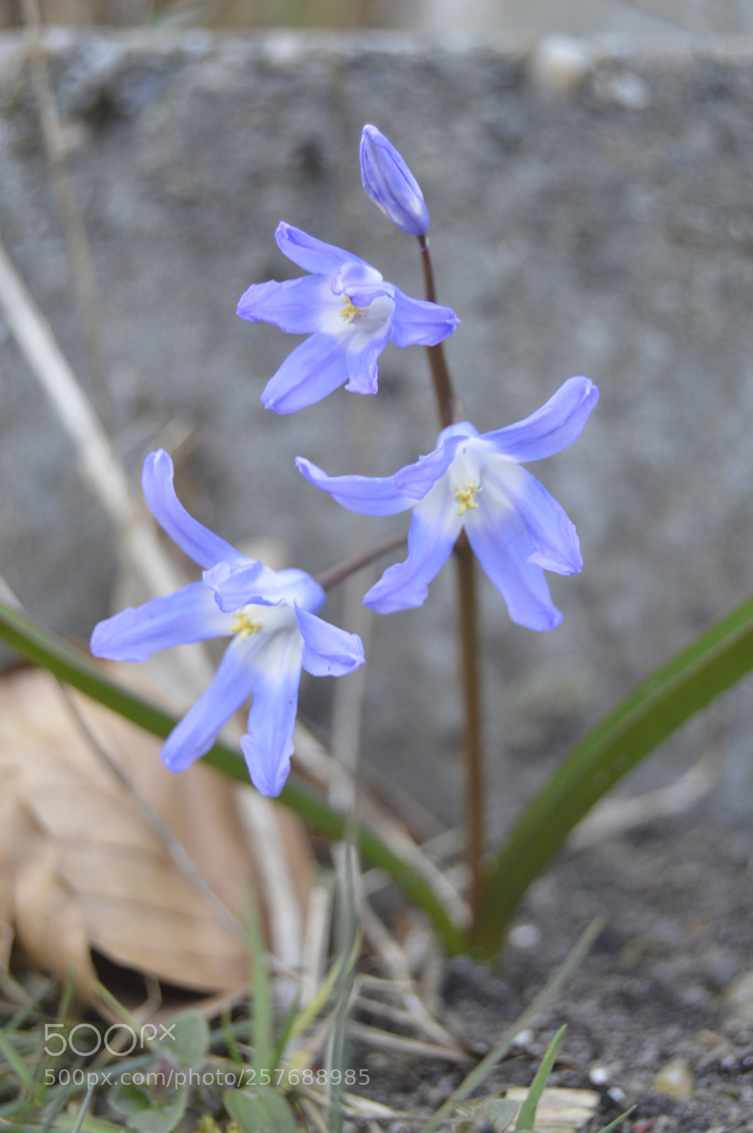 Nikon D3200 sample photo. Skøn natur photography