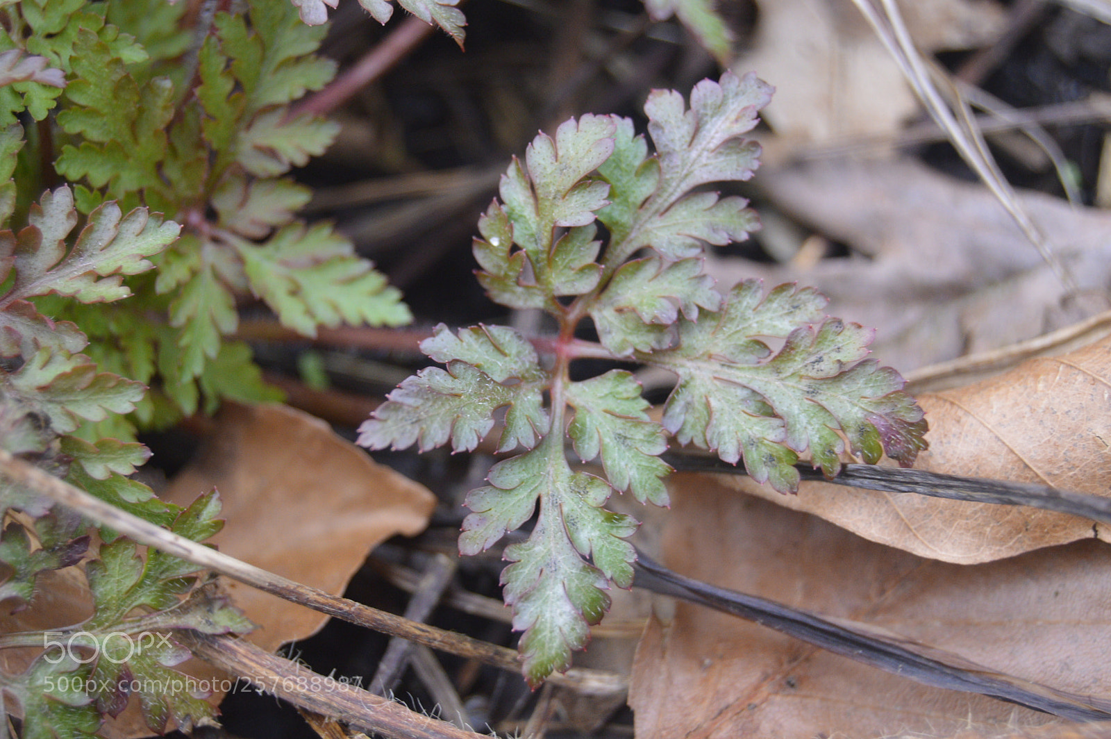 Nikon D3200 sample photo. Skøn natur photography