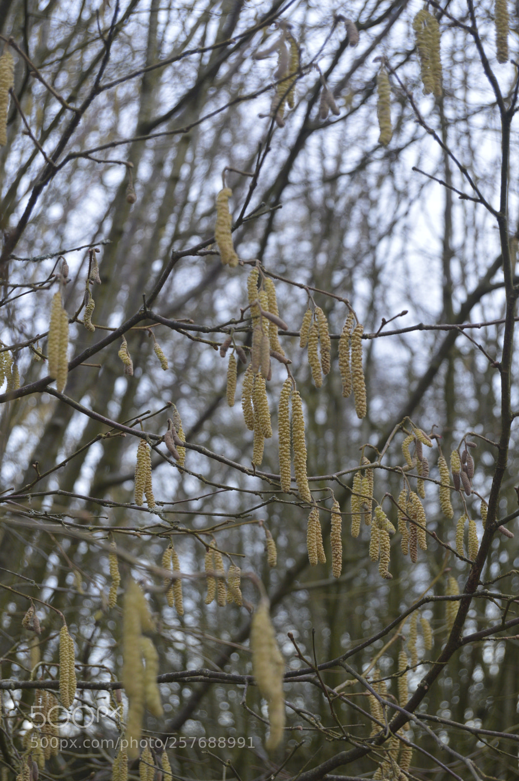 Nikon D3200 sample photo. Skøn natur photography