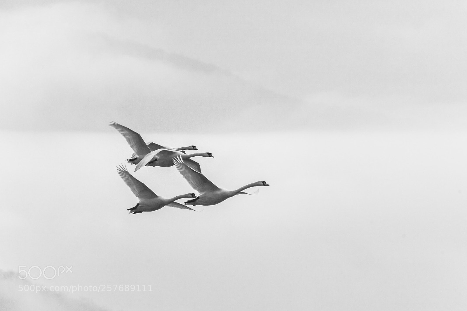 Canon EOS 5D sample photo. Swans photography