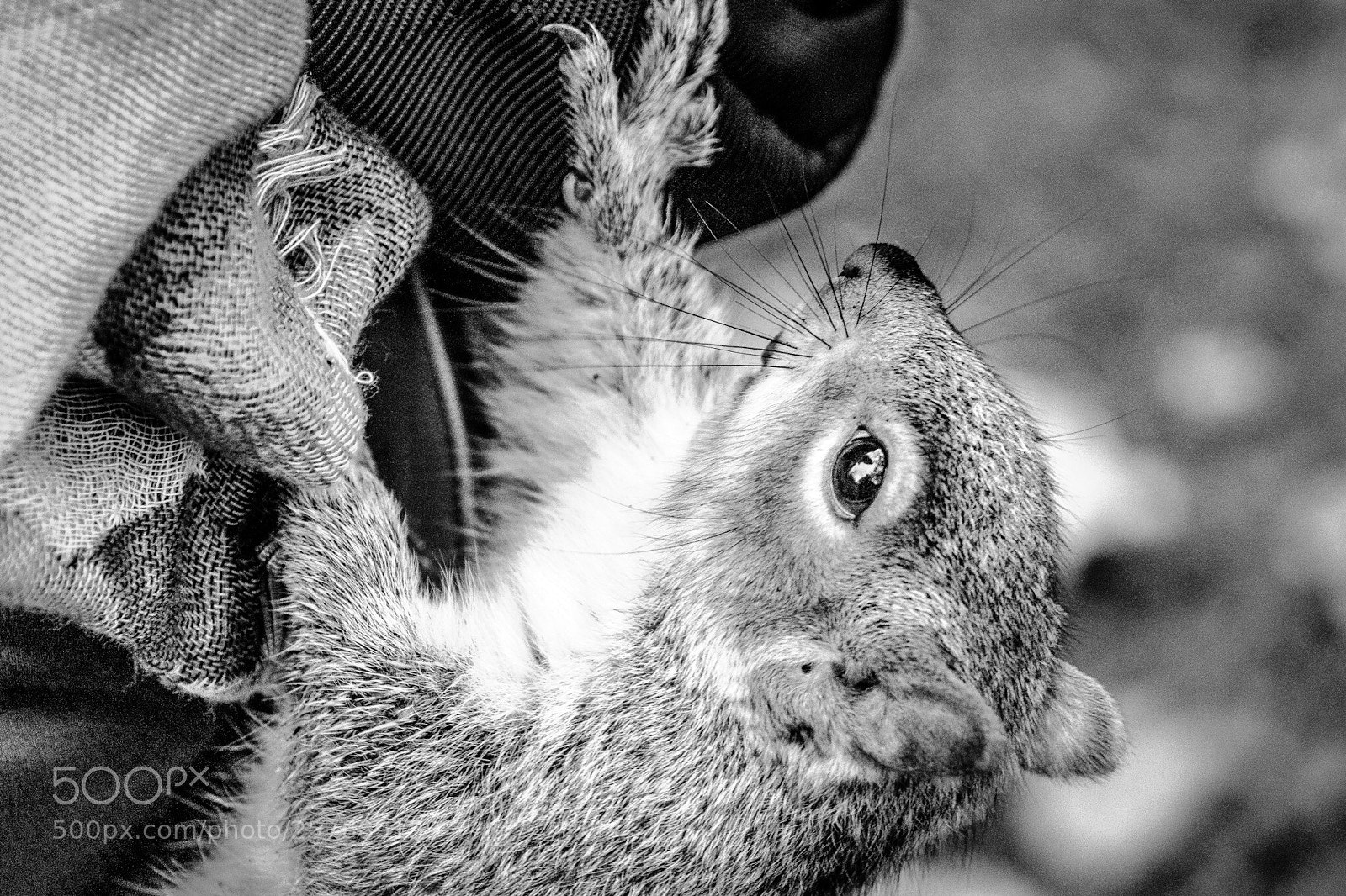 Sony a6500 sample photo. Squirrel photography