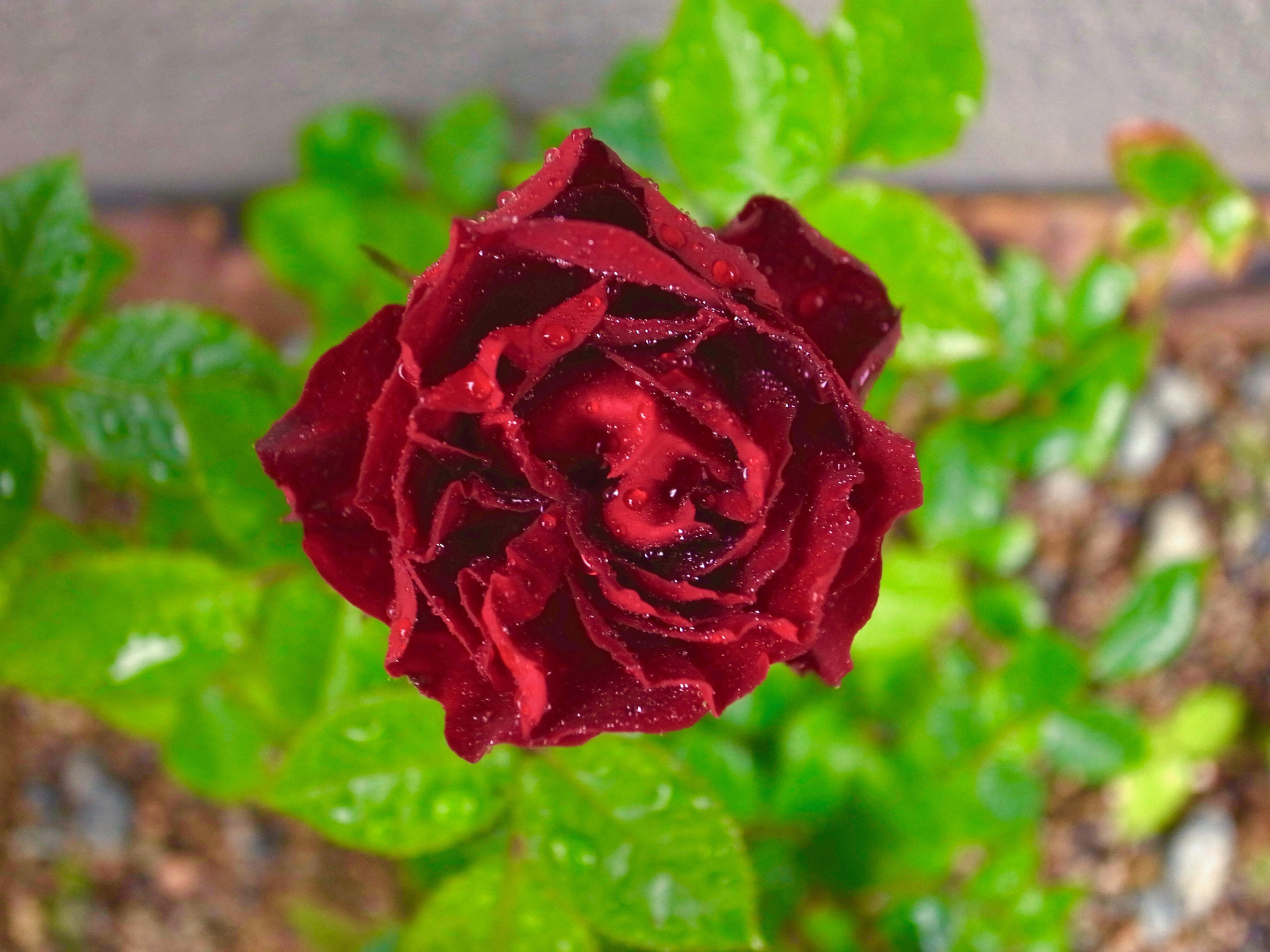 Ricoh GR DIGITAL 4 sample photo. Rose0513 photography