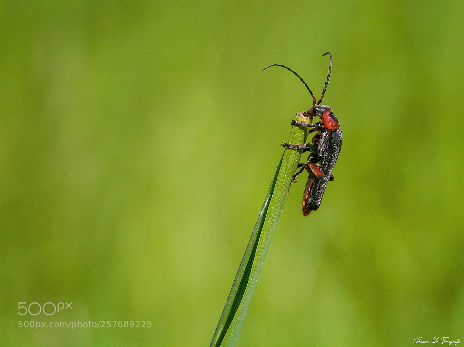 Canon EOS 750D (EOS Rebel T6i / EOS Kiss X8i) sample photo. Bug photography