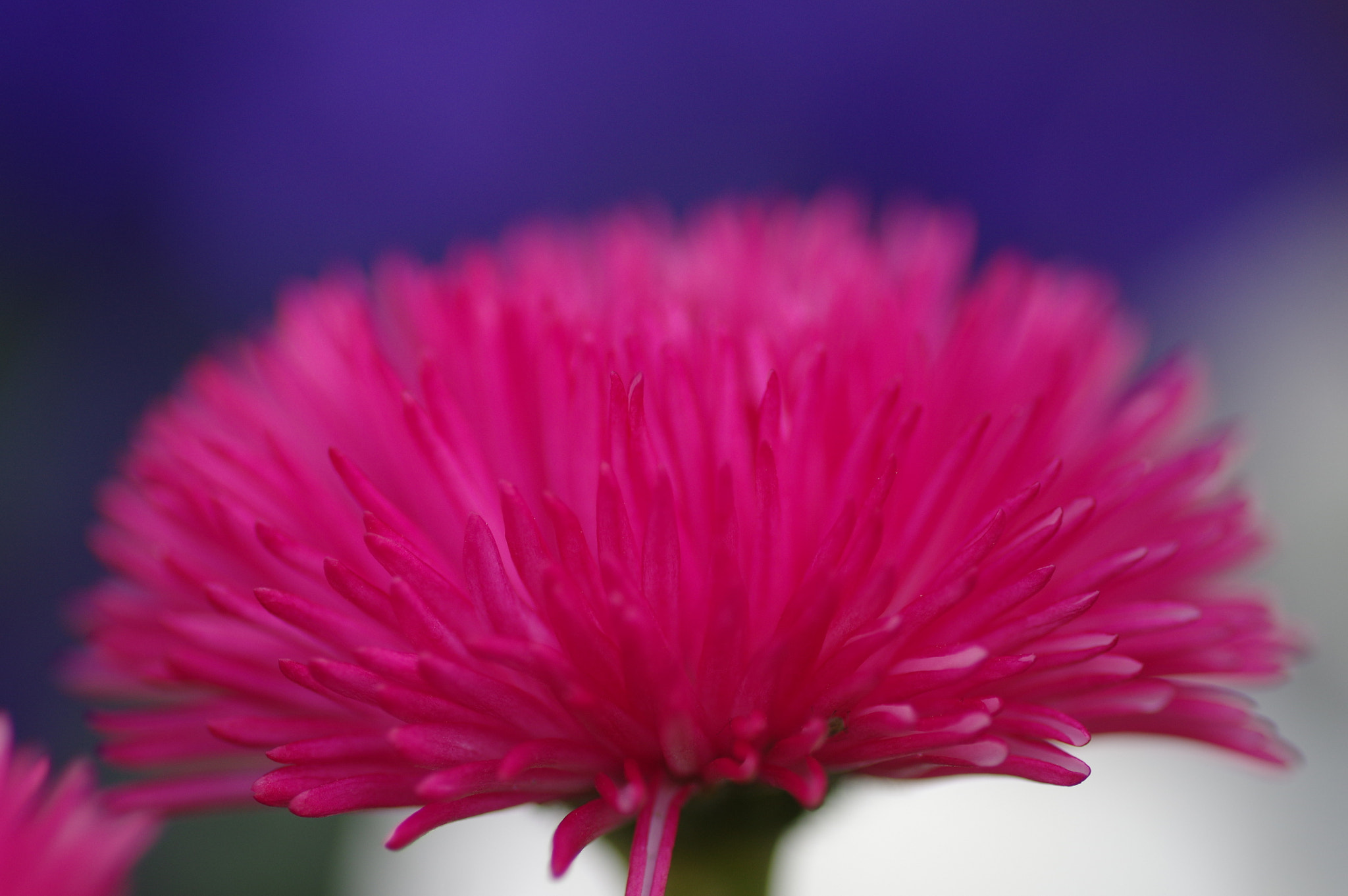 Pentax K-3 II + Pentax smc D-FA 100mm F2.8 Macro WR sample photo. Tricolour photography