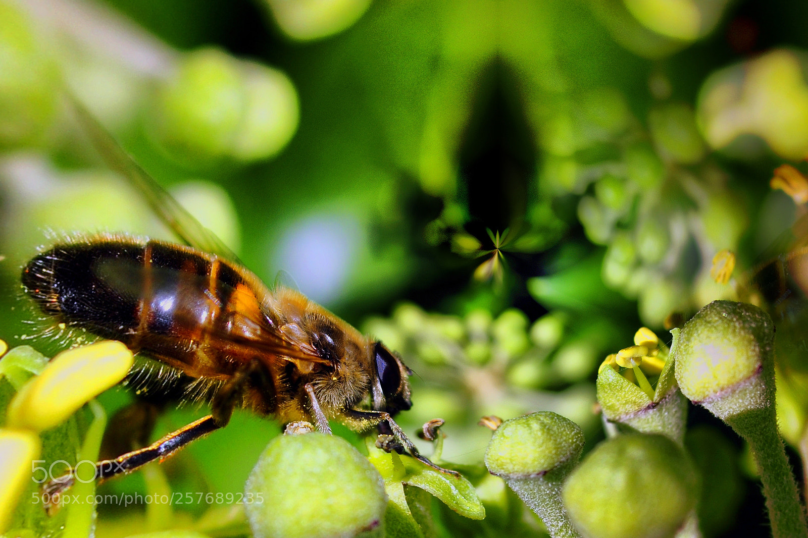 Nikon D90 sample photo. Bee1 photography