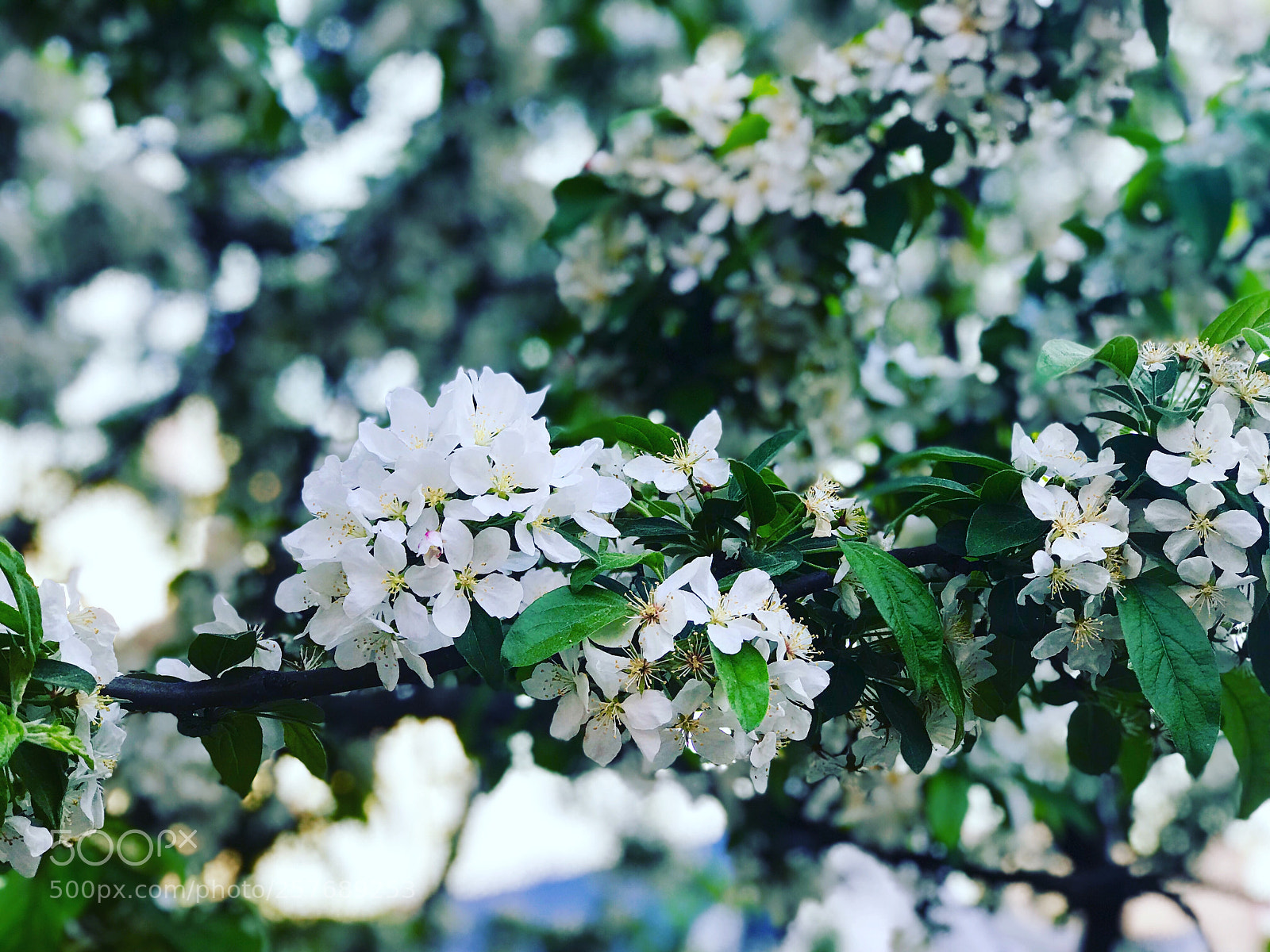 Apple iPhone 7 Plus sample photo. Untitled photography