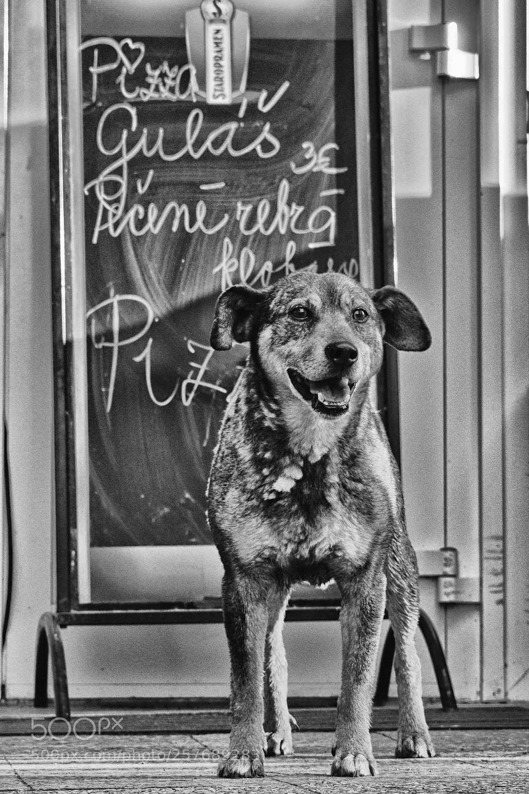 Nikon D3300 sample photo. Black and white photography