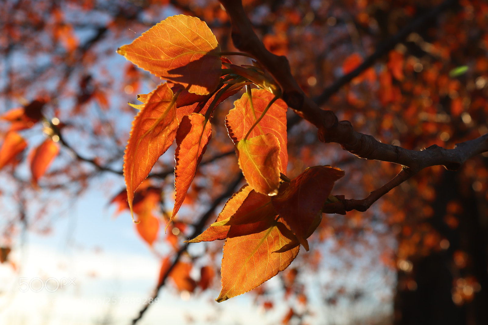 Canon EOS 200D (EOS Rebel SL2 / EOS Kiss X9) sample photo. Autumn leaf in the photography