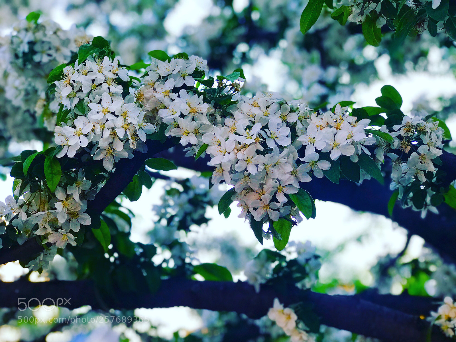 Apple iPhone 7 Plus sample photo. Color of nature photography