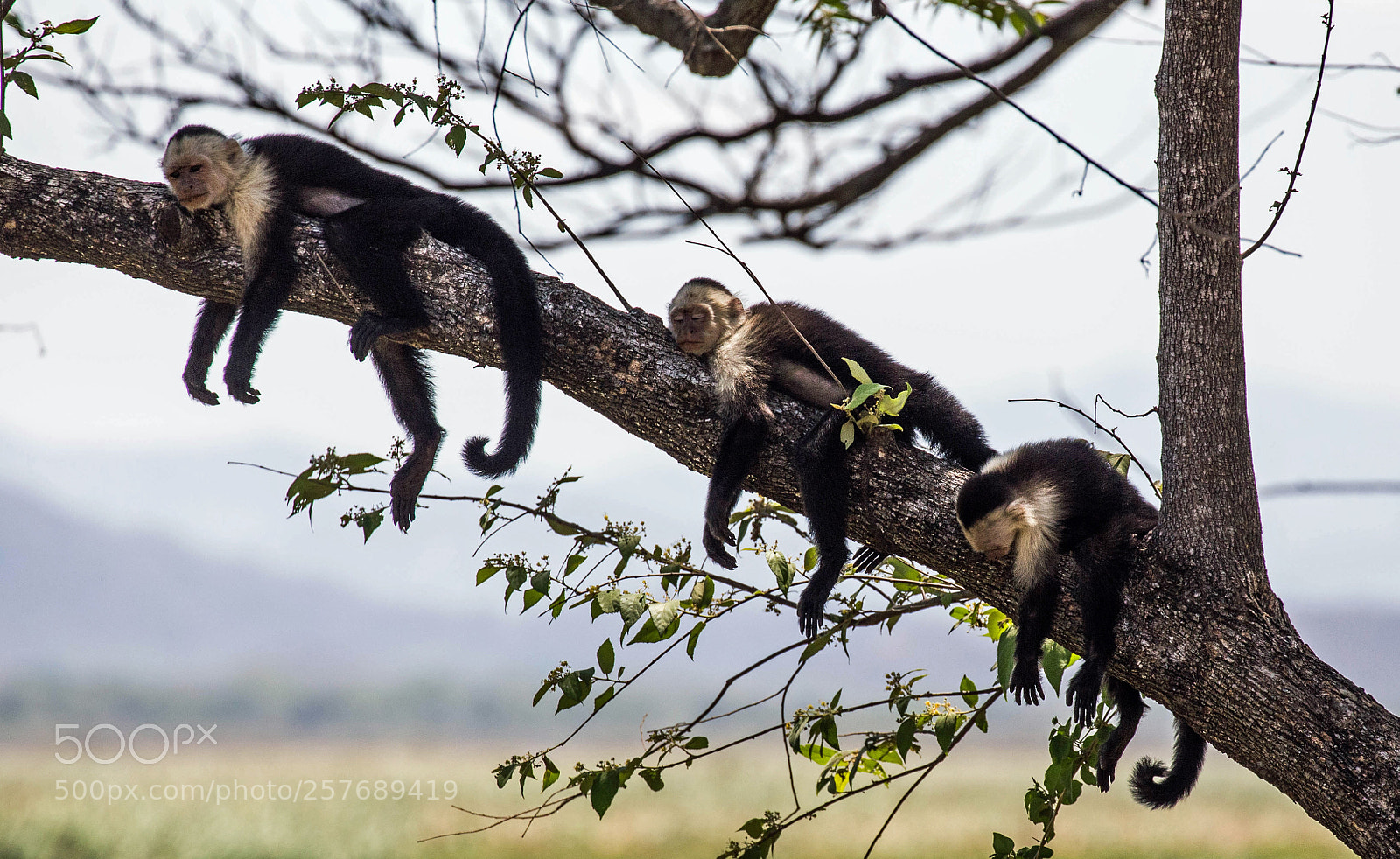 Canon EOS 6D sample photo. Siesta in costa rica photography