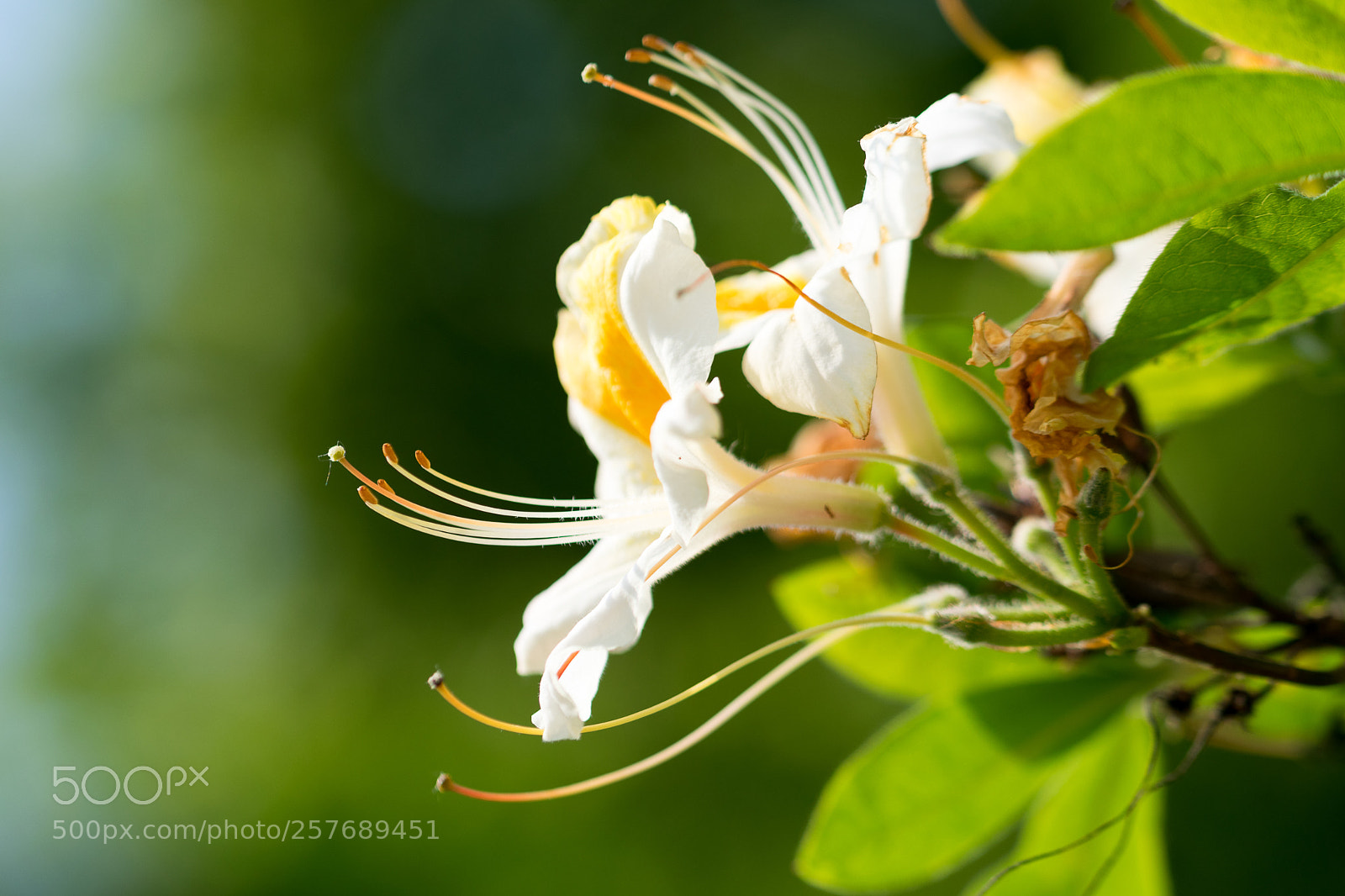 Nikon D3300 sample photo. Flower photography