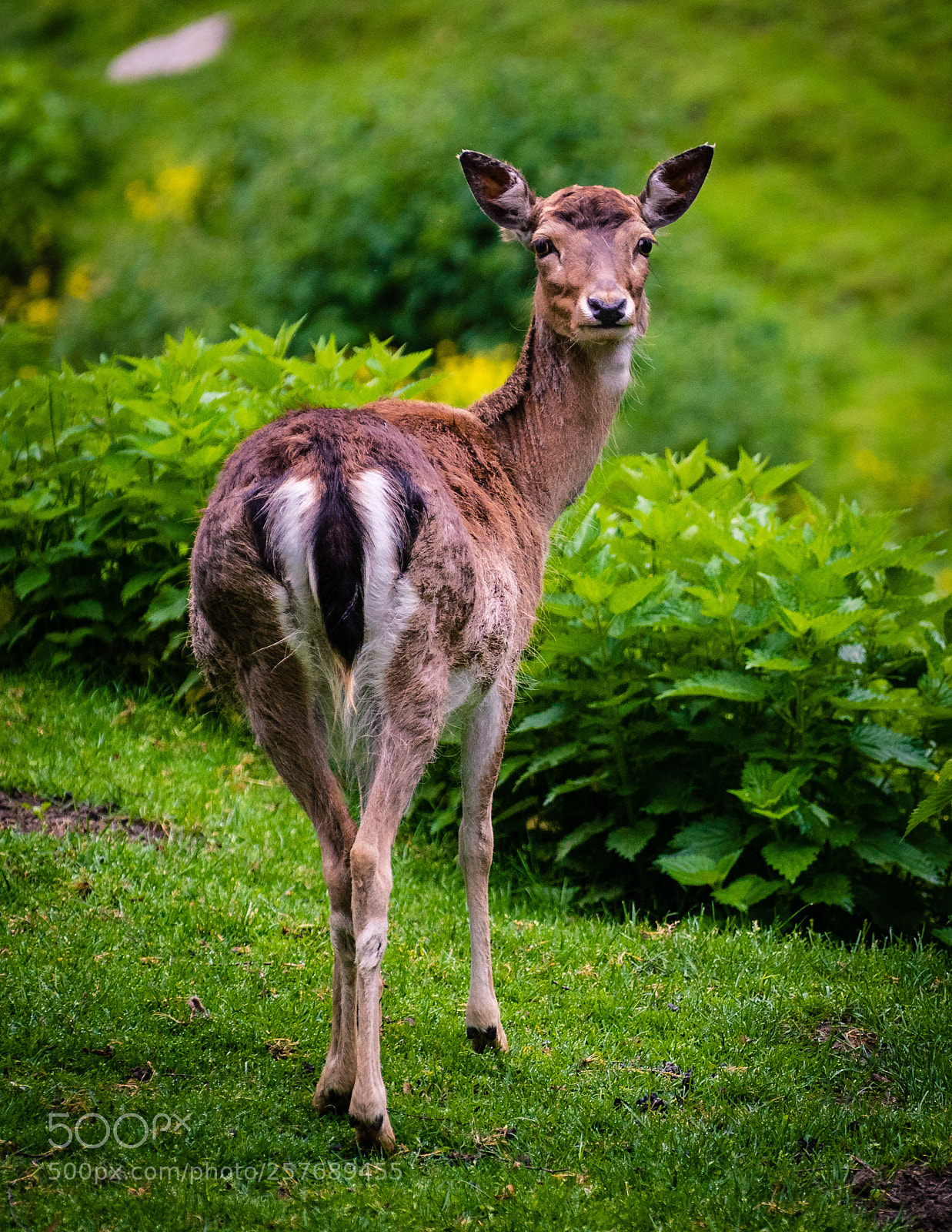 Sony a7 III sample photo. Female fallow deer photography