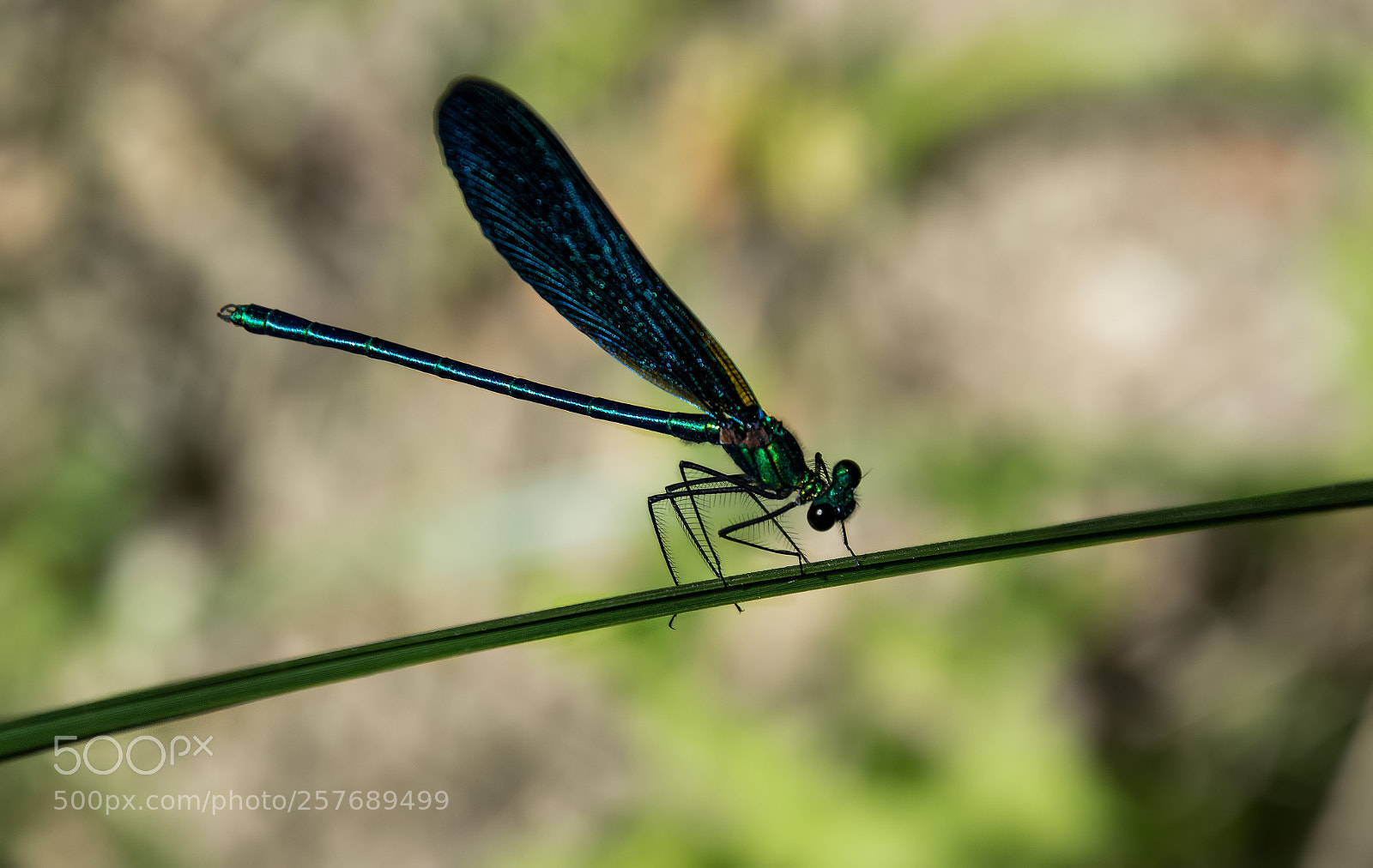 Nikon D5300 sample photo. Dragonfly photography