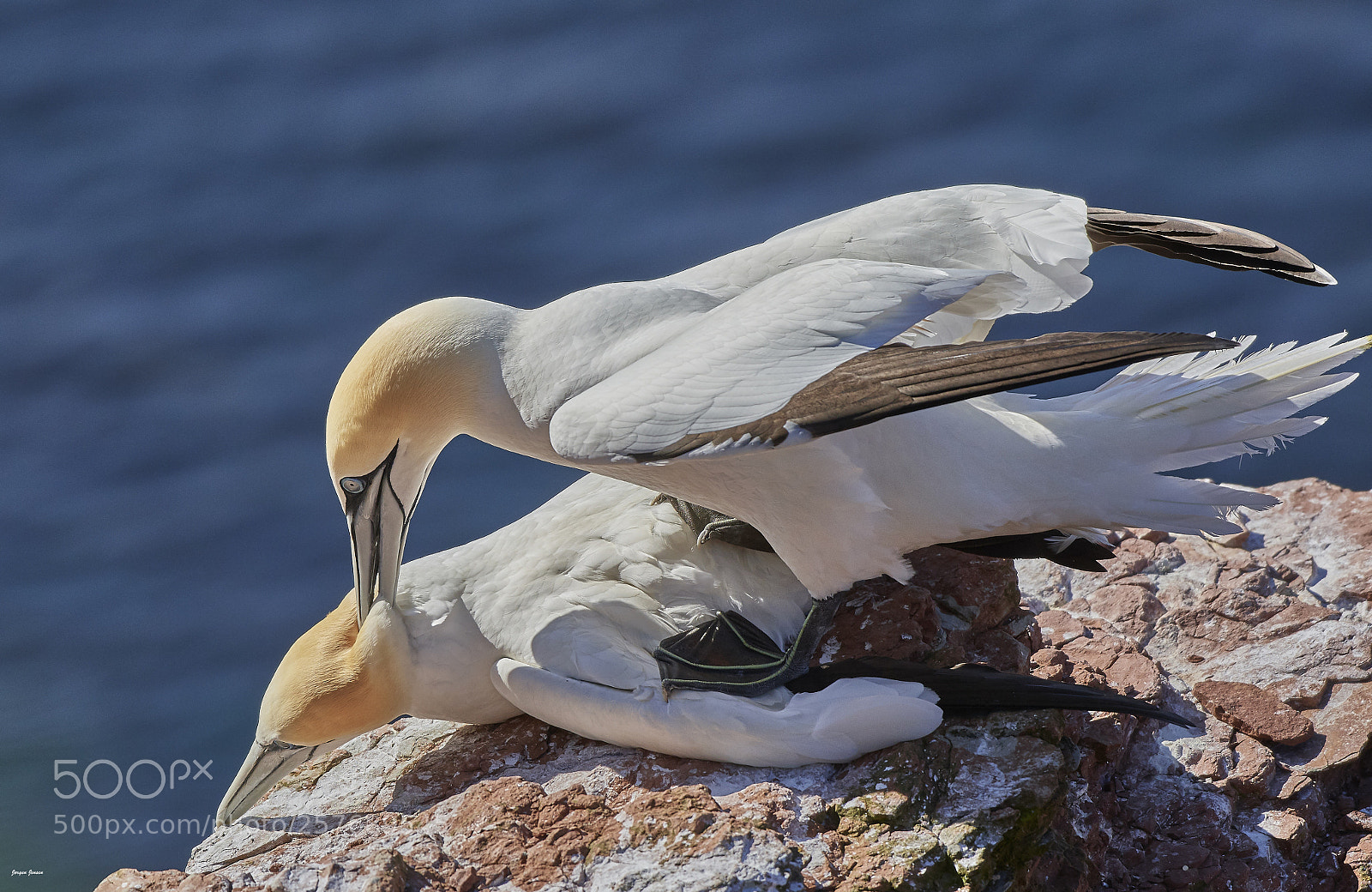 Nikon D500 sample photo. Gannet photography