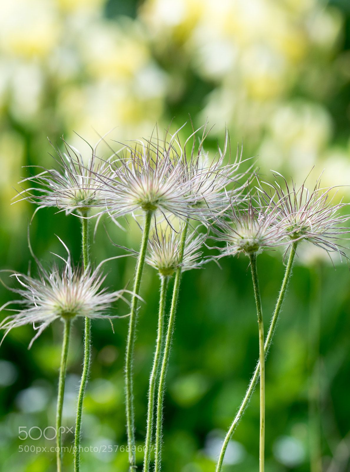 Nikon D3300 sample photo. Bokeh photography