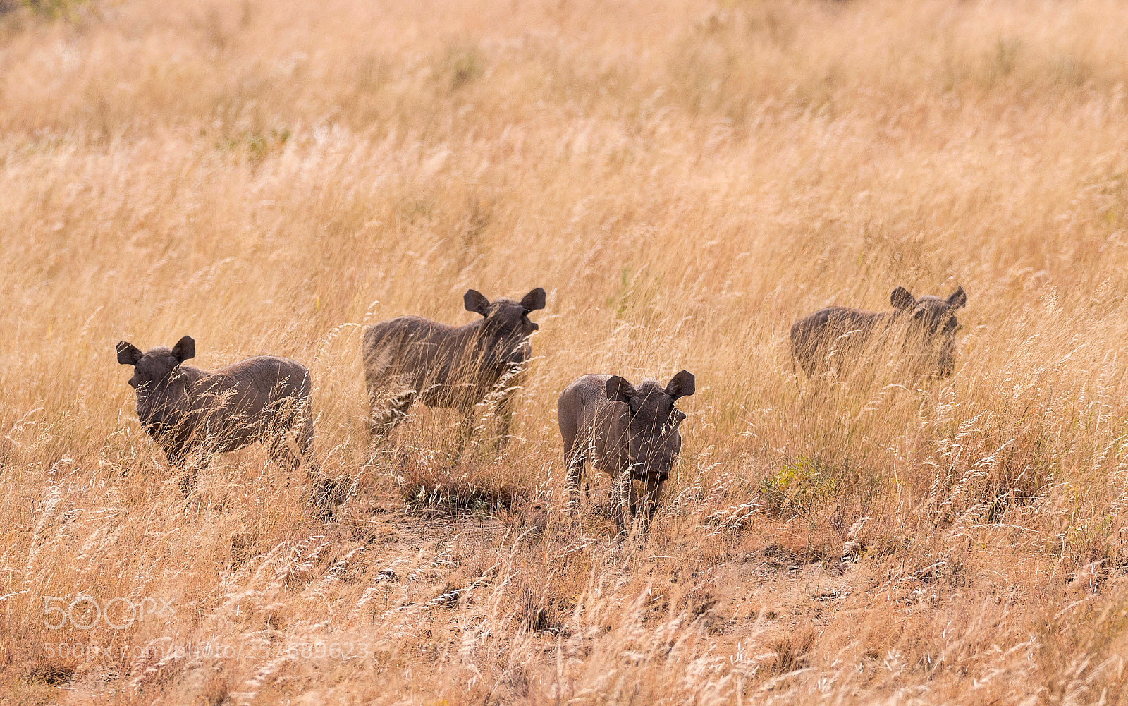 Nikon D500 sample photo. Warthog piglets photography