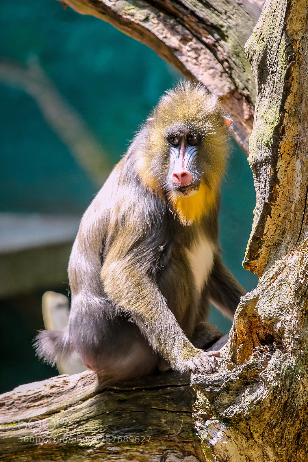 Canon EOS 1300D (EOS Rebel T6 / EOS Kiss X80) sample photo. Duisburg • 2018 • monkey photography