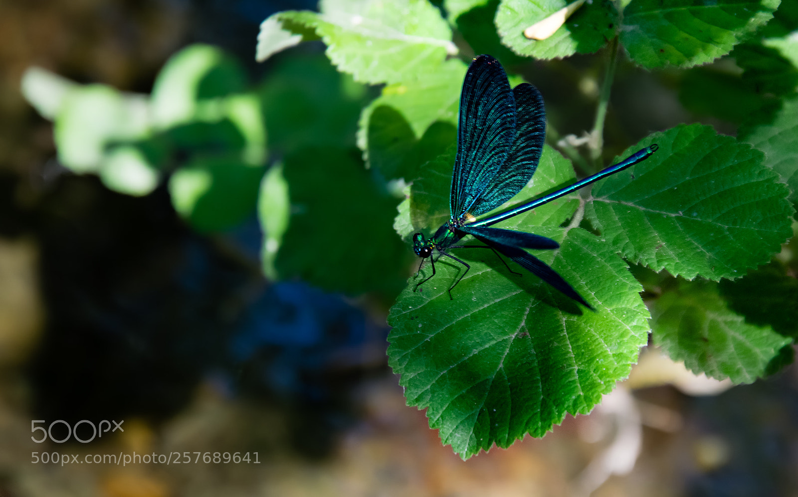 Nikon D5300 sample photo. Dragonfly photography