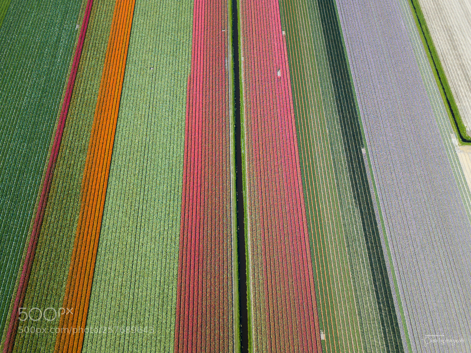 DJI FC220 sample photo. Tulip fields of netherlands photography