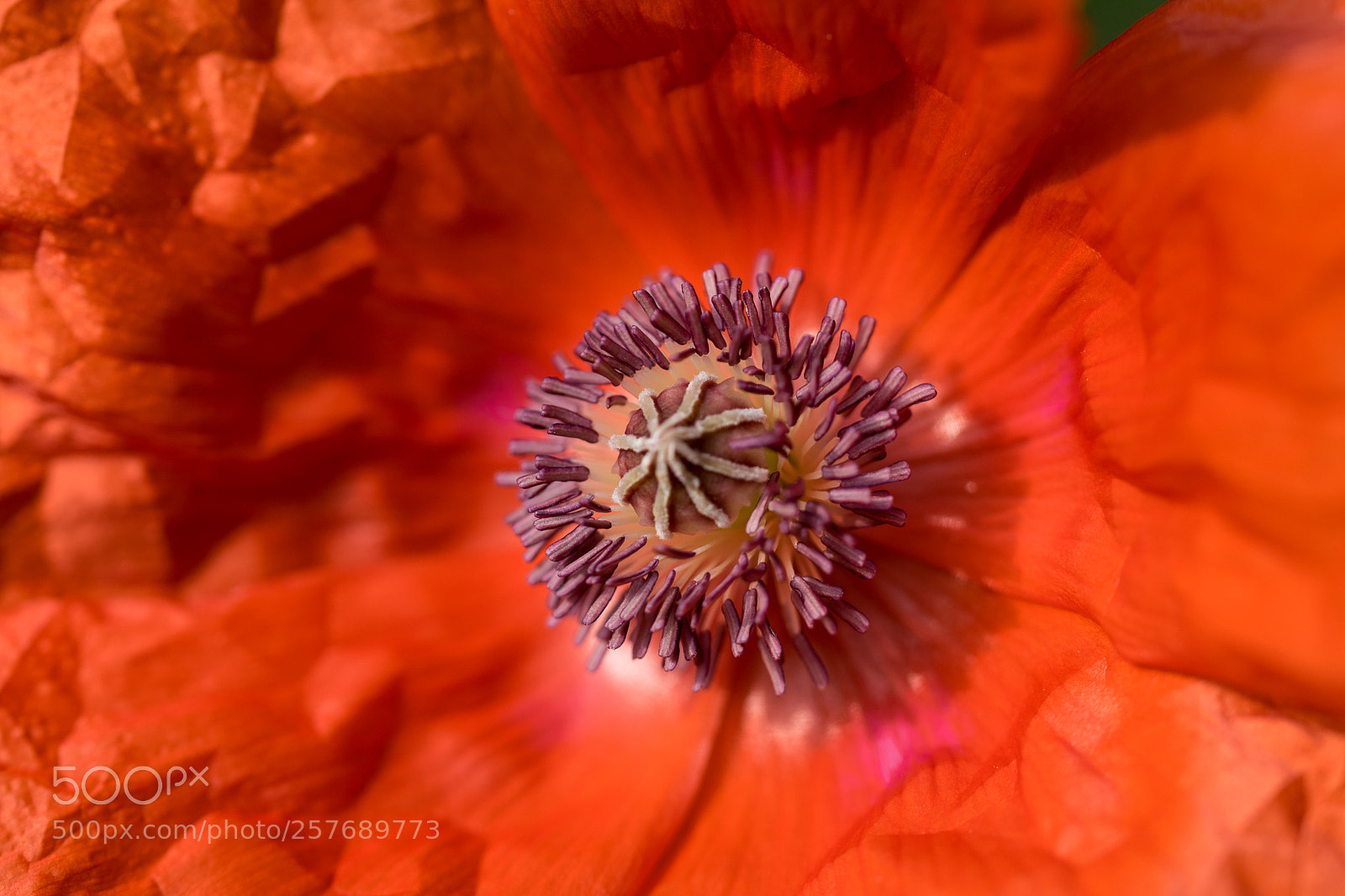 Nikon D3300 sample photo. Poppies photography