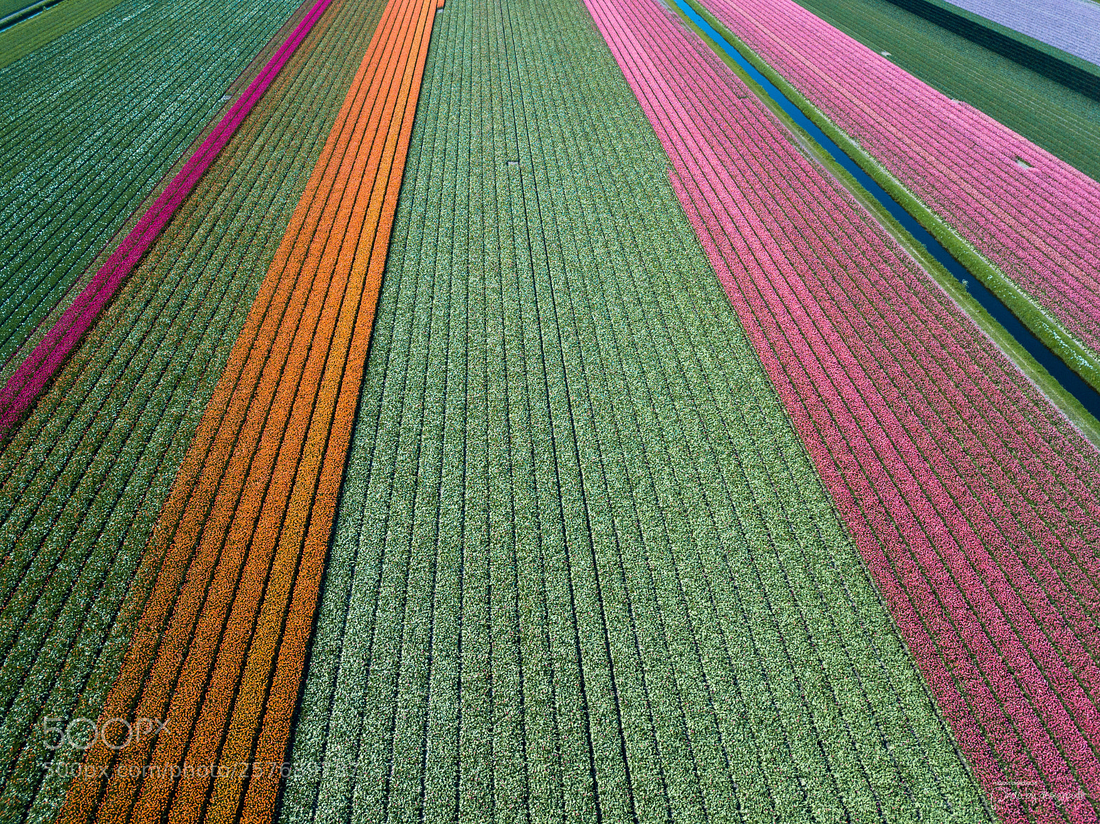 DJI FC220 sample photo. Tulip fields of netherlands photography