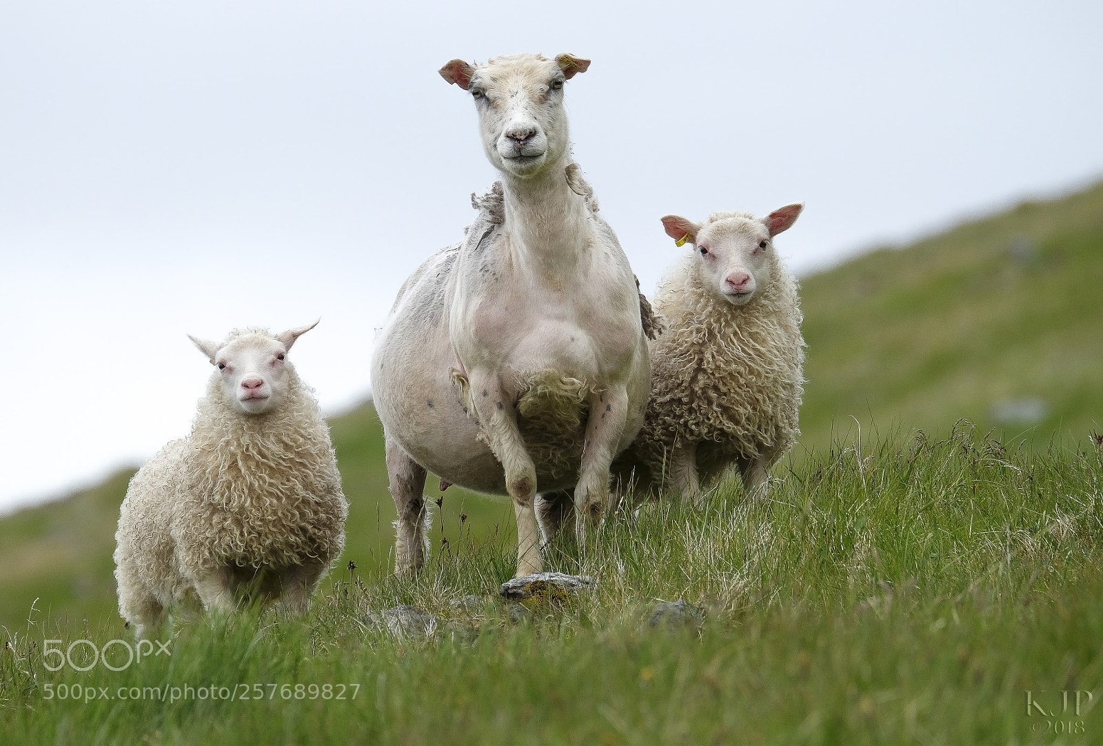 Fujifilm X-E2 sample photo. Icelandic sheep photography
