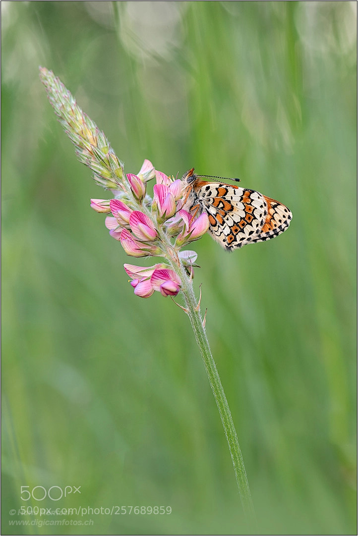 Nikon D850 sample photo. Glanville fritillary photography