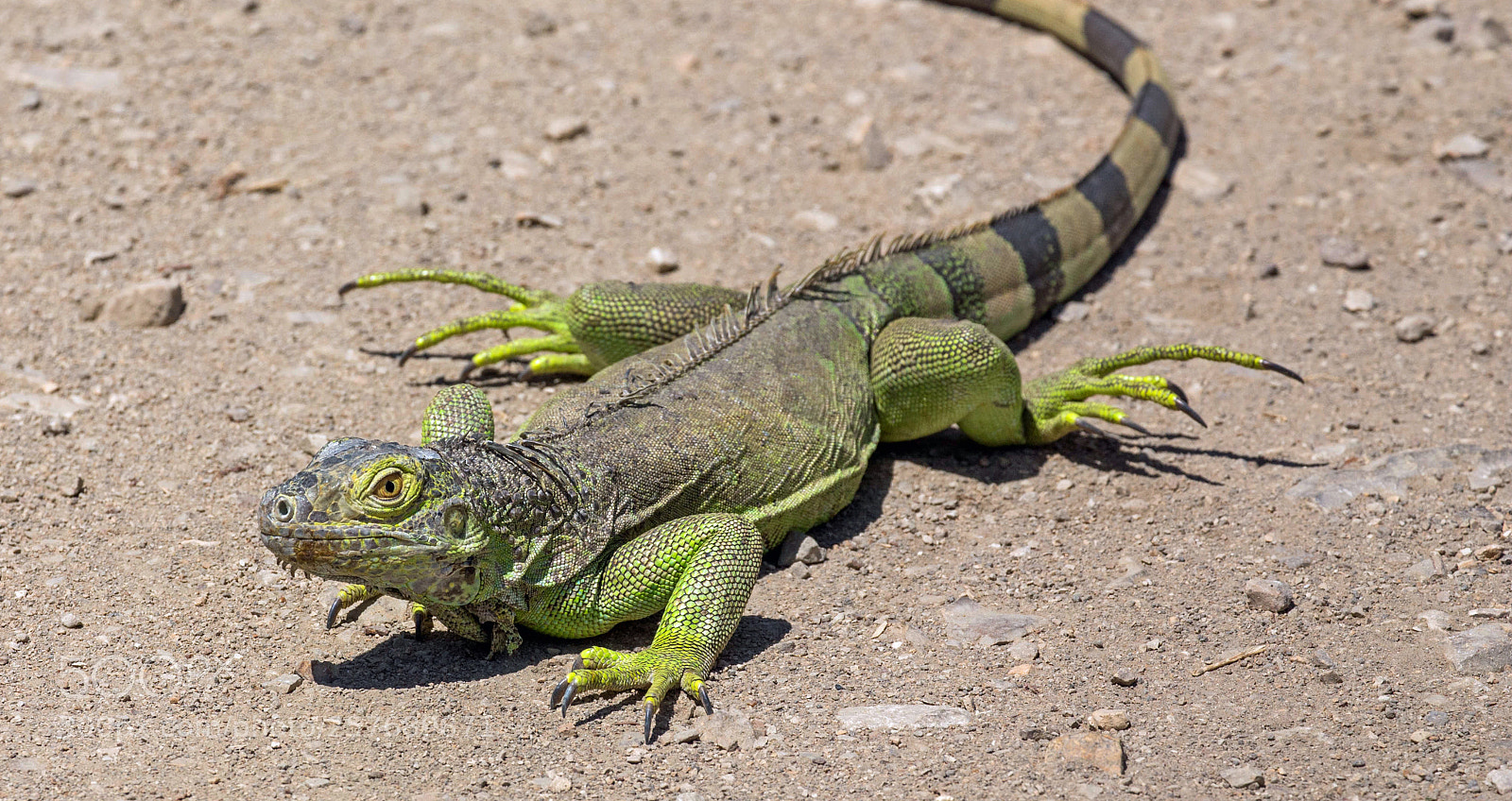 Canon EOS 6D sample photo. Green iguana encounter in photography