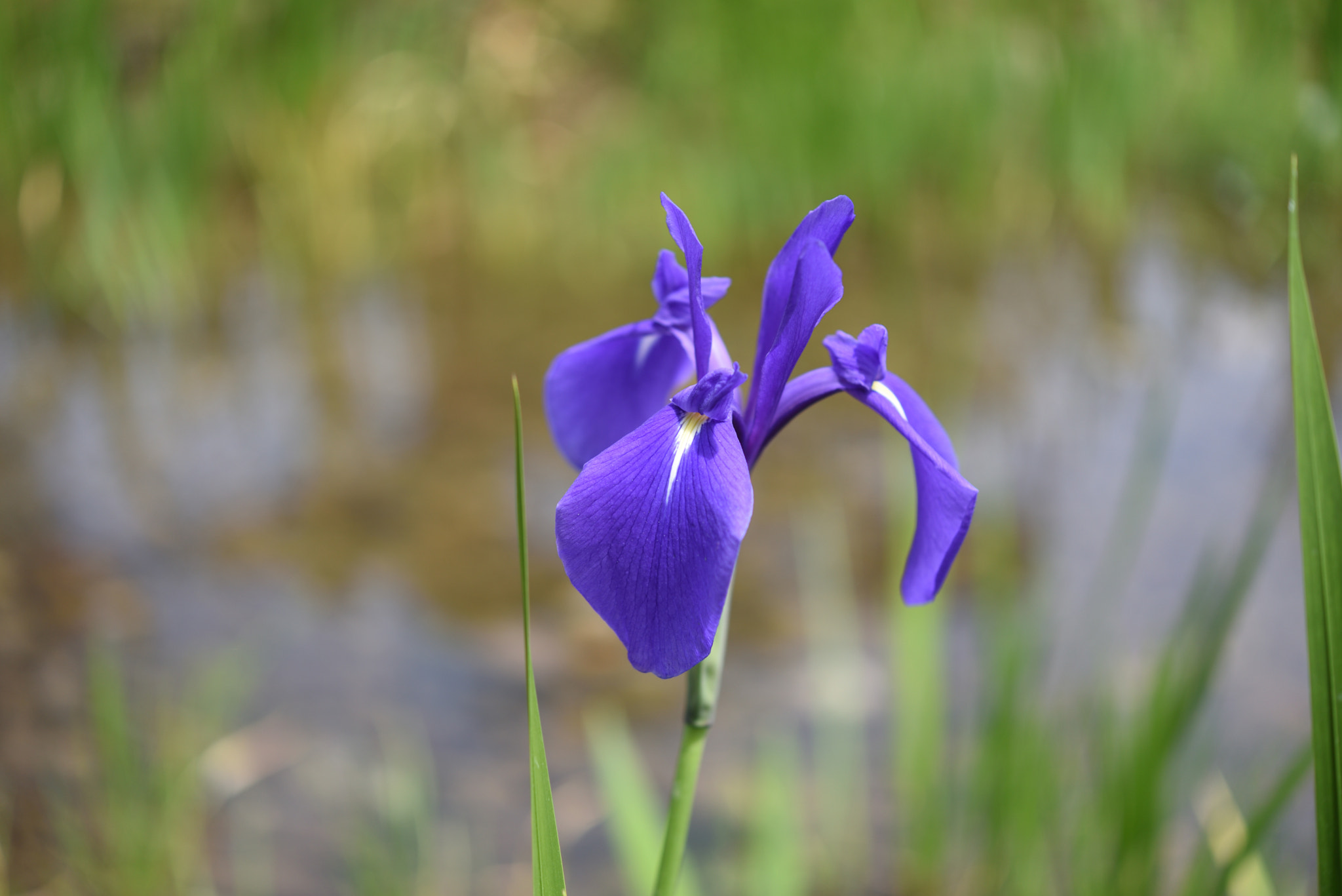 Nikon D750 + Nikon AF-S Micro-Nikkor 60mm F2.8G ED sample photo. カキツバタ 兼六園 (2) photography